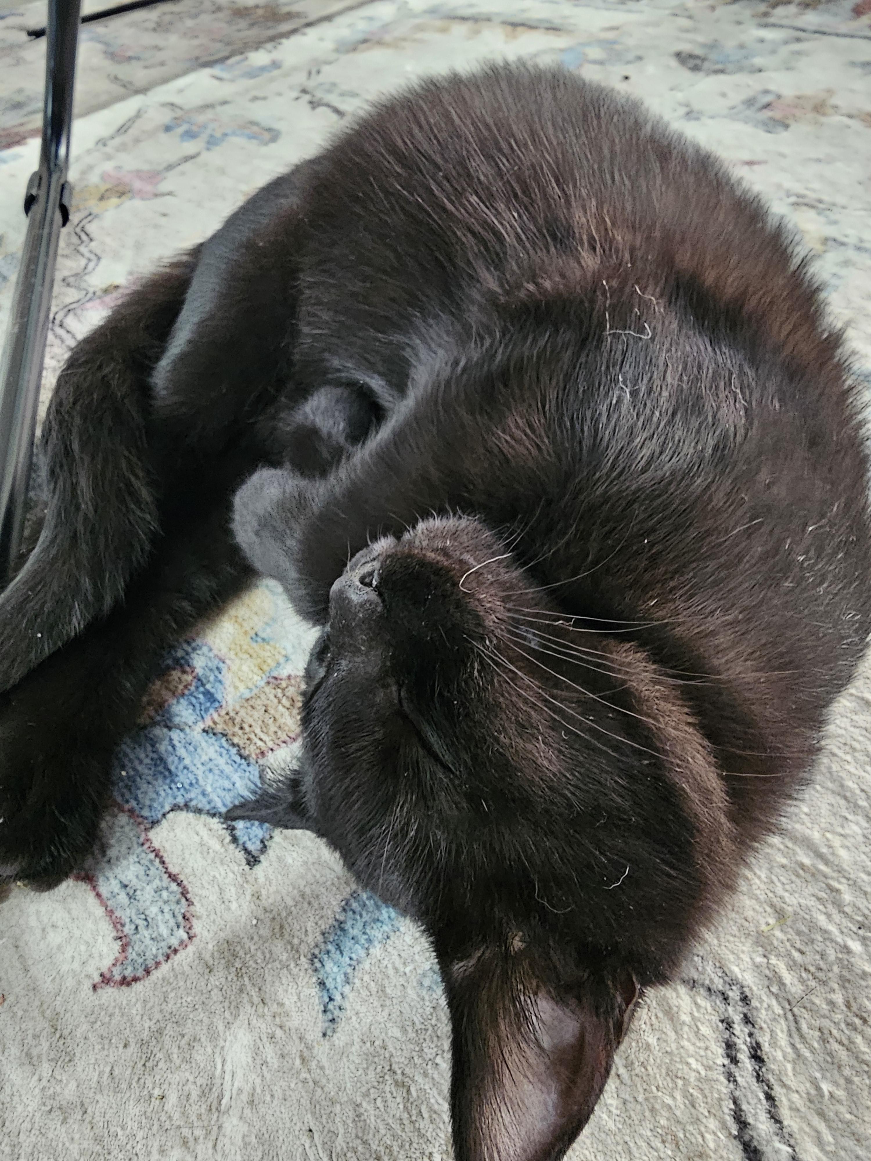 Enlarge Poppy, an adoptable Domestic Short Hair in Toledo, OH image 1/4