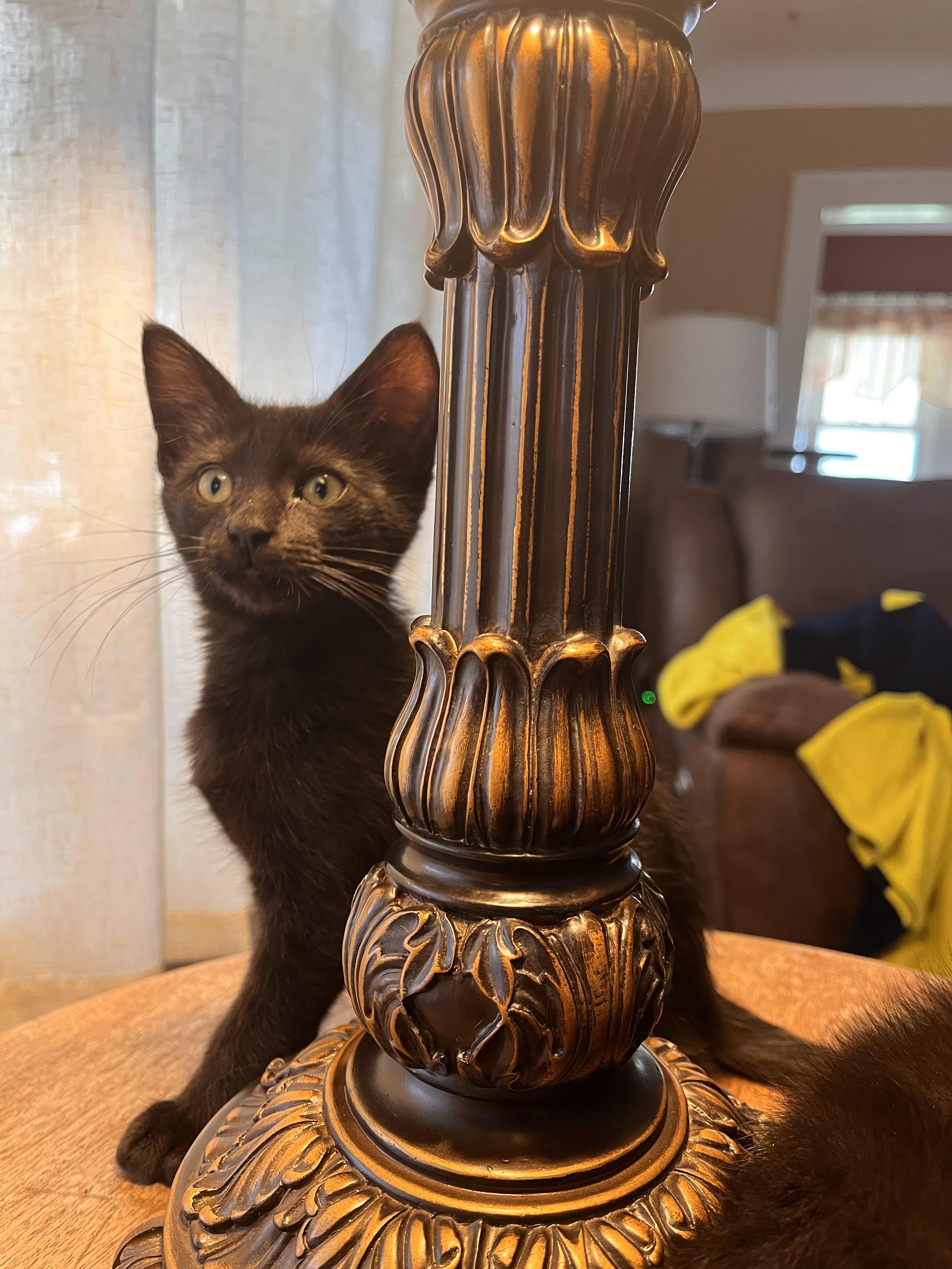 Poppy, adoptable, Kitten Female Domestic Short Hair.