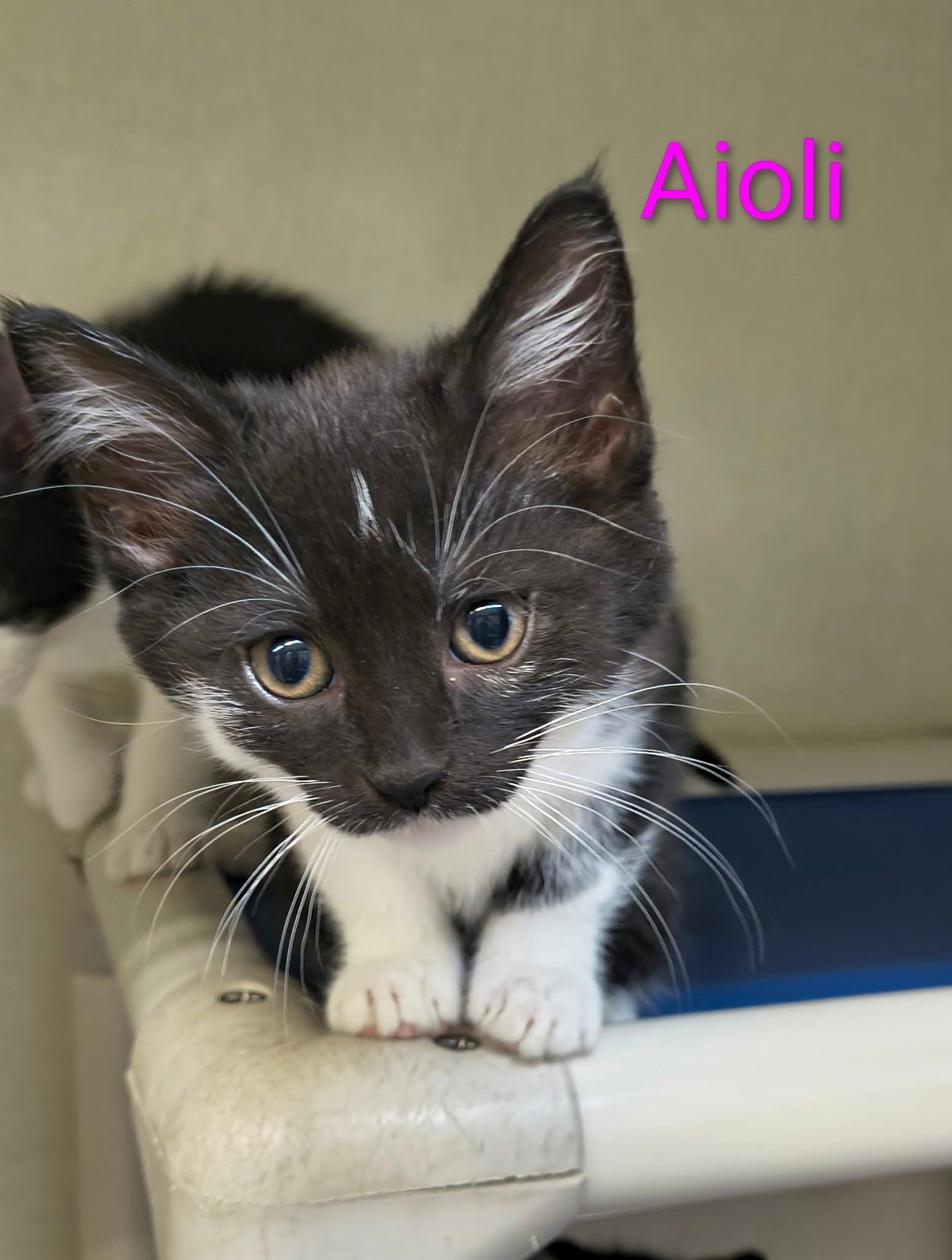 Enlarge Aioli, an adopted Domestic Short Hair in Saint Marys, PA image 1/1