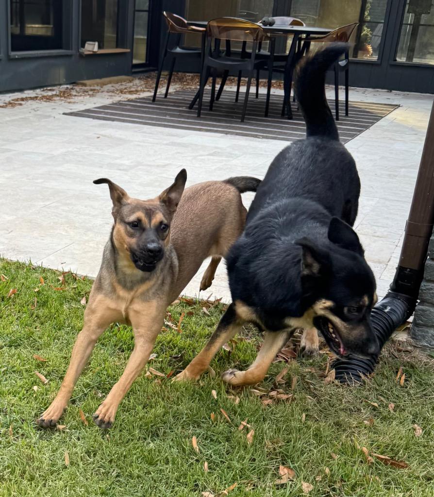 Enlarge Bradley, a Adoptable mixed breed in Princeton, MA image 1/6