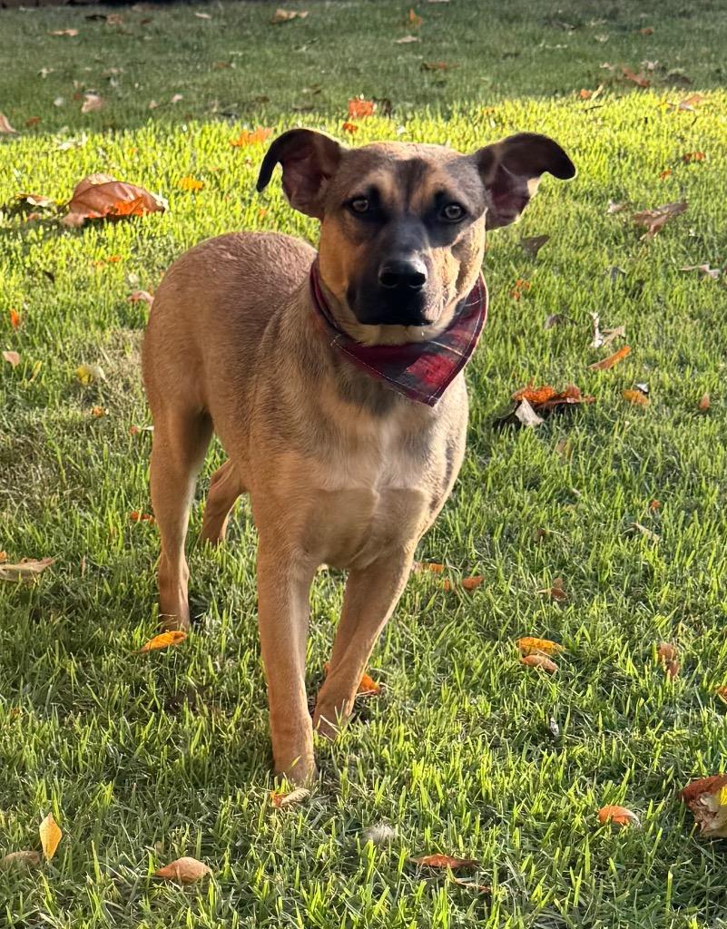 Enlarge Bradley, a Adoptable mixed breed in Princeton, MA image 2/6