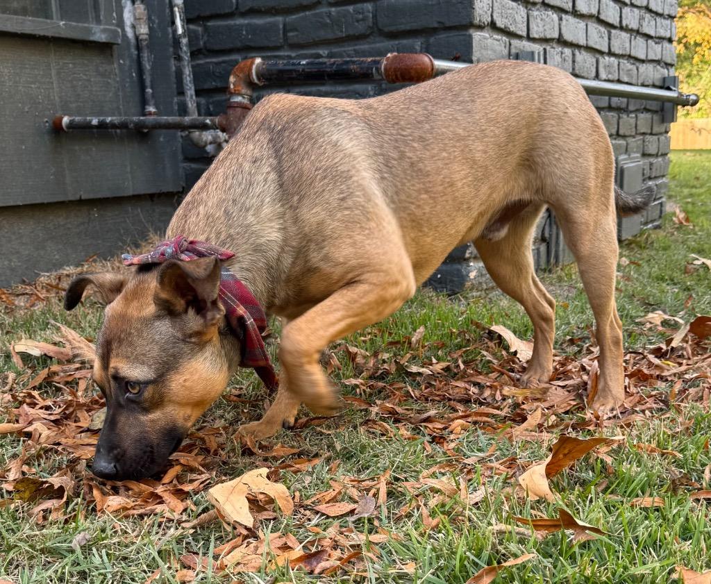 Enlarge Bradley, a Adoptable mixed breed in Princeton, MA image 3/6