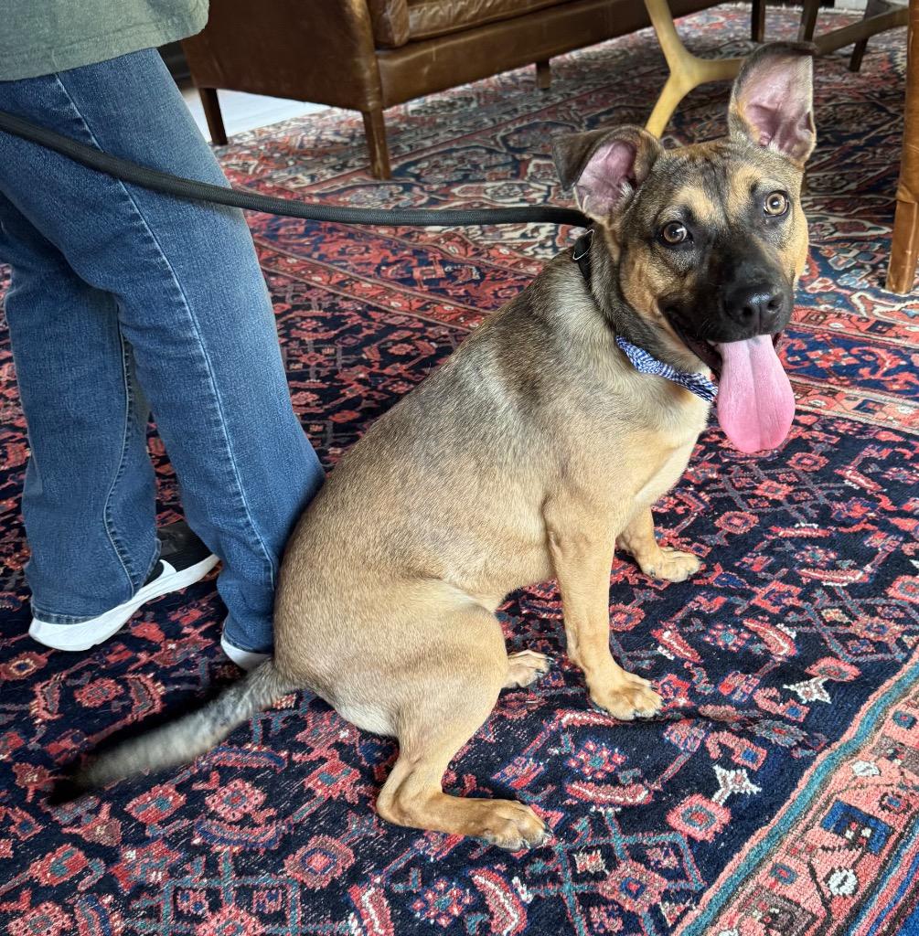 Enlarge Bradley, a Adoptable mixed breed in Princeton, MA image 5/6