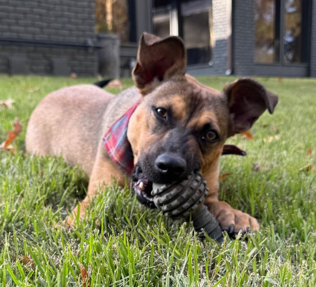 Enlarge Bradley, a Adoptable mixed breed in Princeton, MA image 6/6