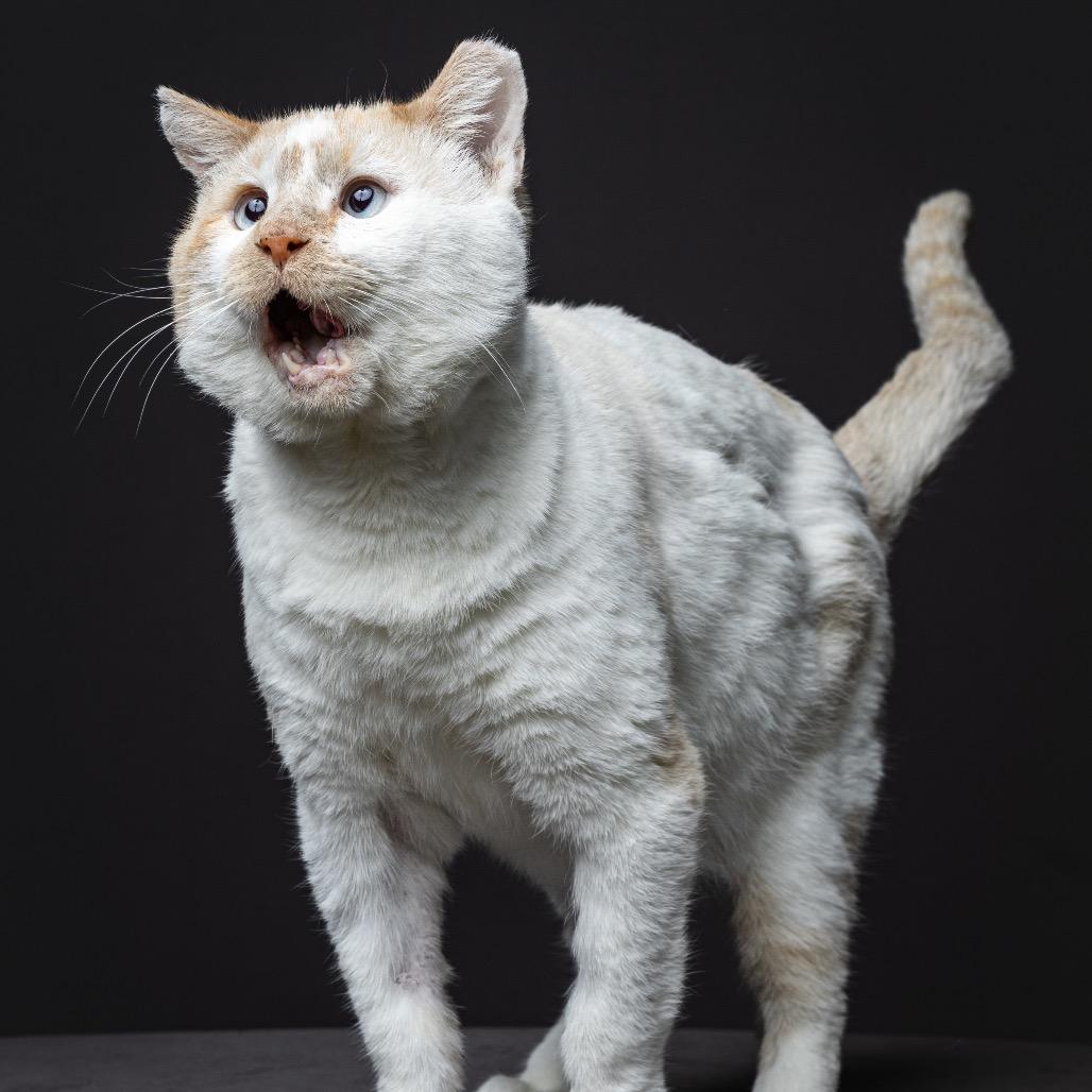 Bob 318 Campbell01, Adoptable, Adult Male Siamese.