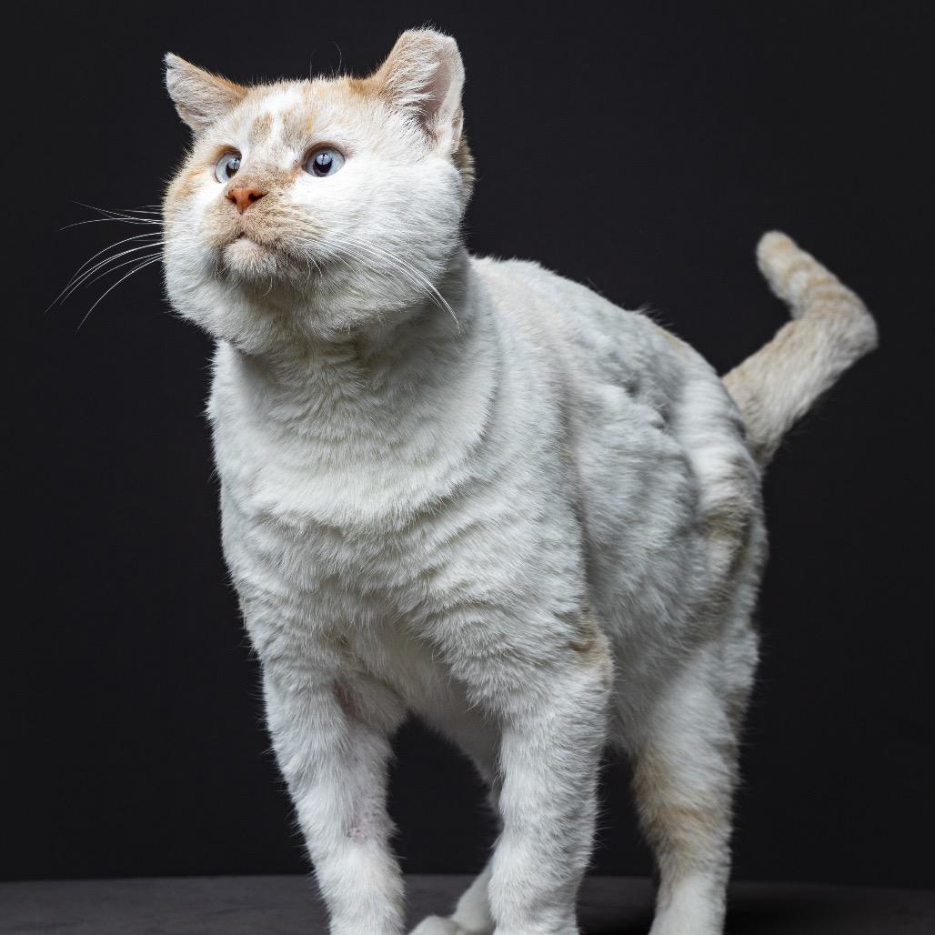 Bob 318 Campbell01, Adoptable, Adult Male Siamese.