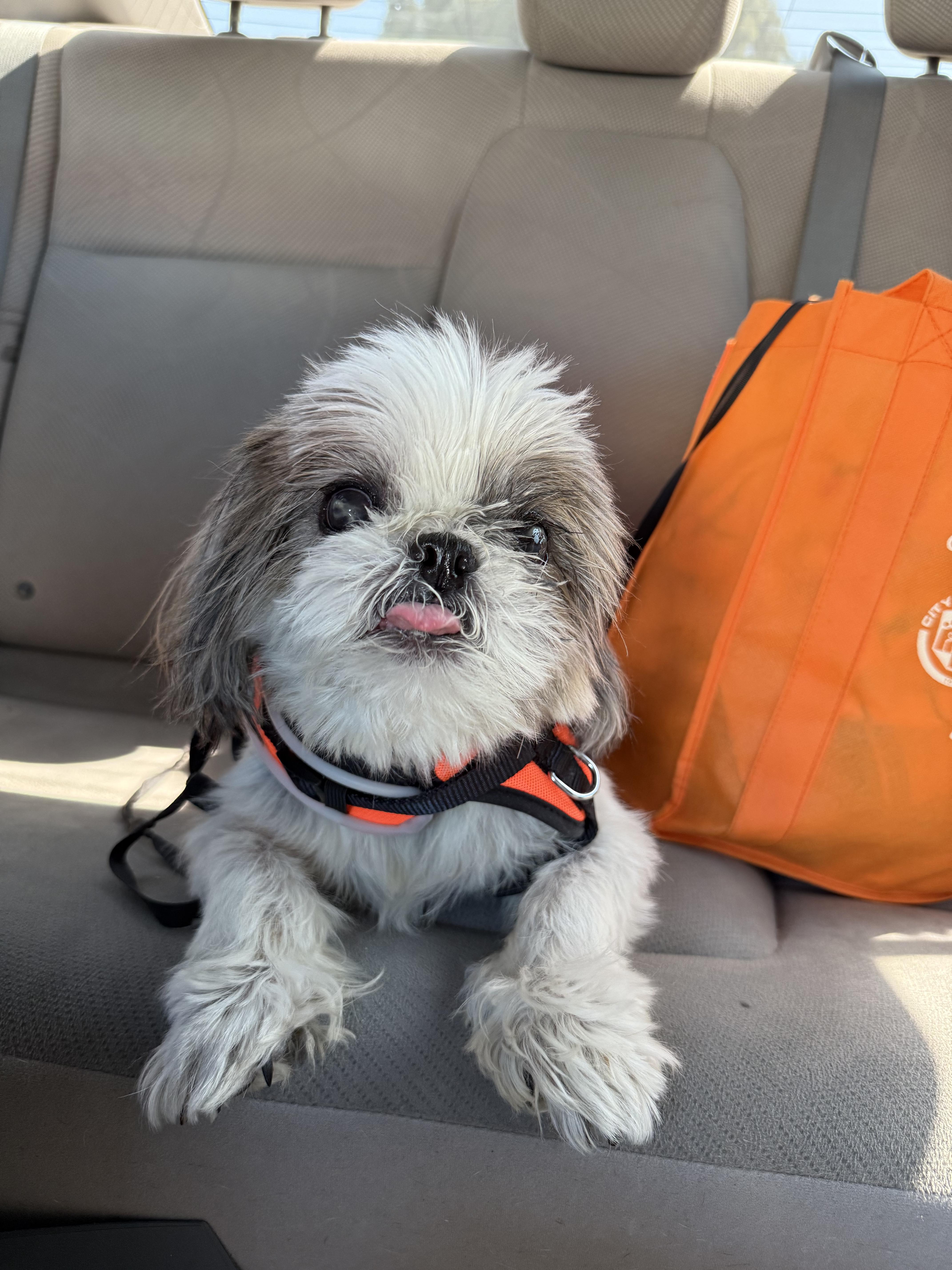 Tashi, Adoptable, Senior Female Shih Tzu.