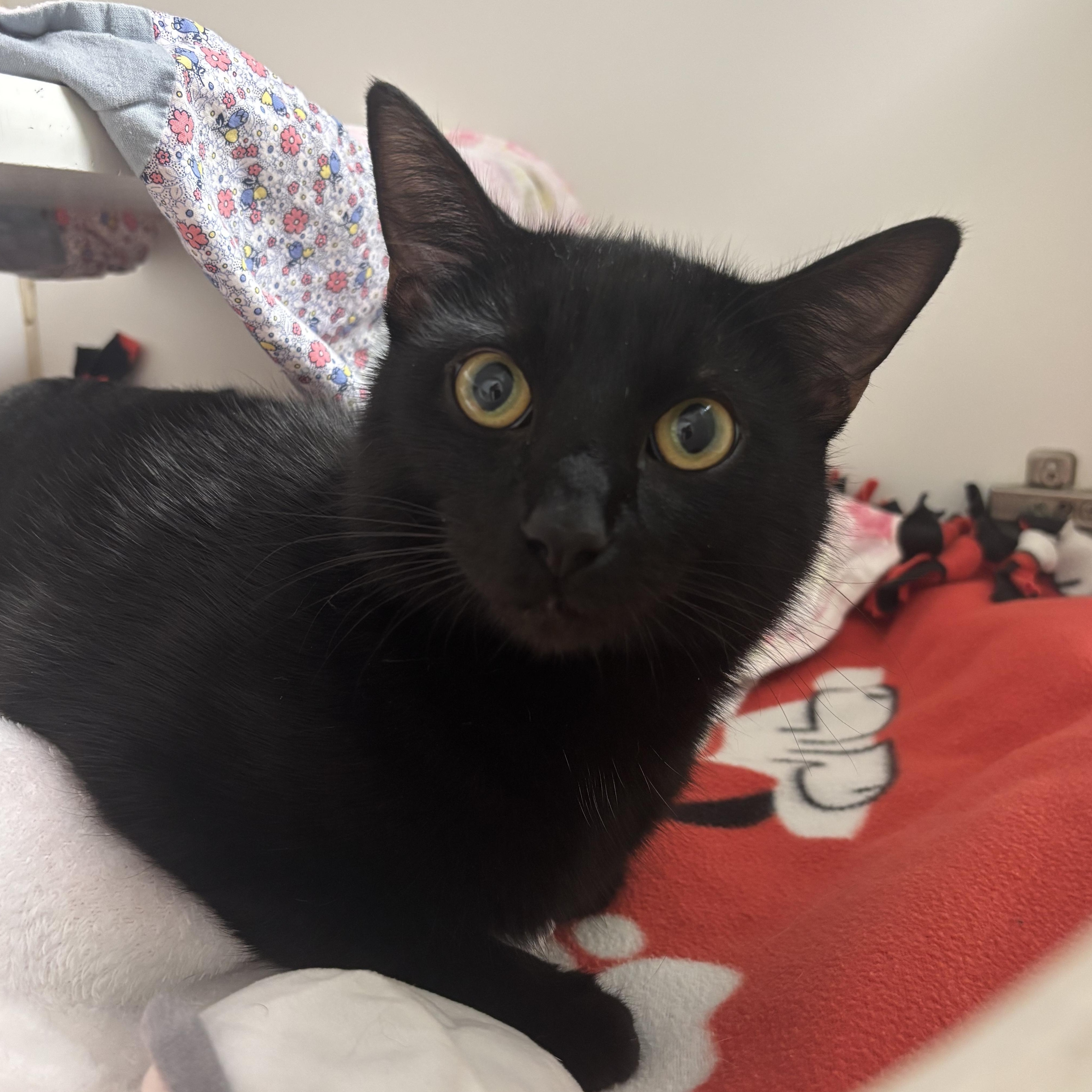 Enlarge Wybie, a Adoptable Domestic Short Hair in Reisterstown, MD image 2/2