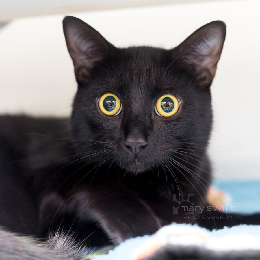 Wybie, Adoptable, Young Male Domestic Short Hair.