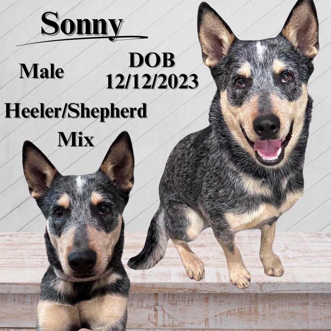 Sonny, Young Male Australian Cattle Dog / Blue Heeler
