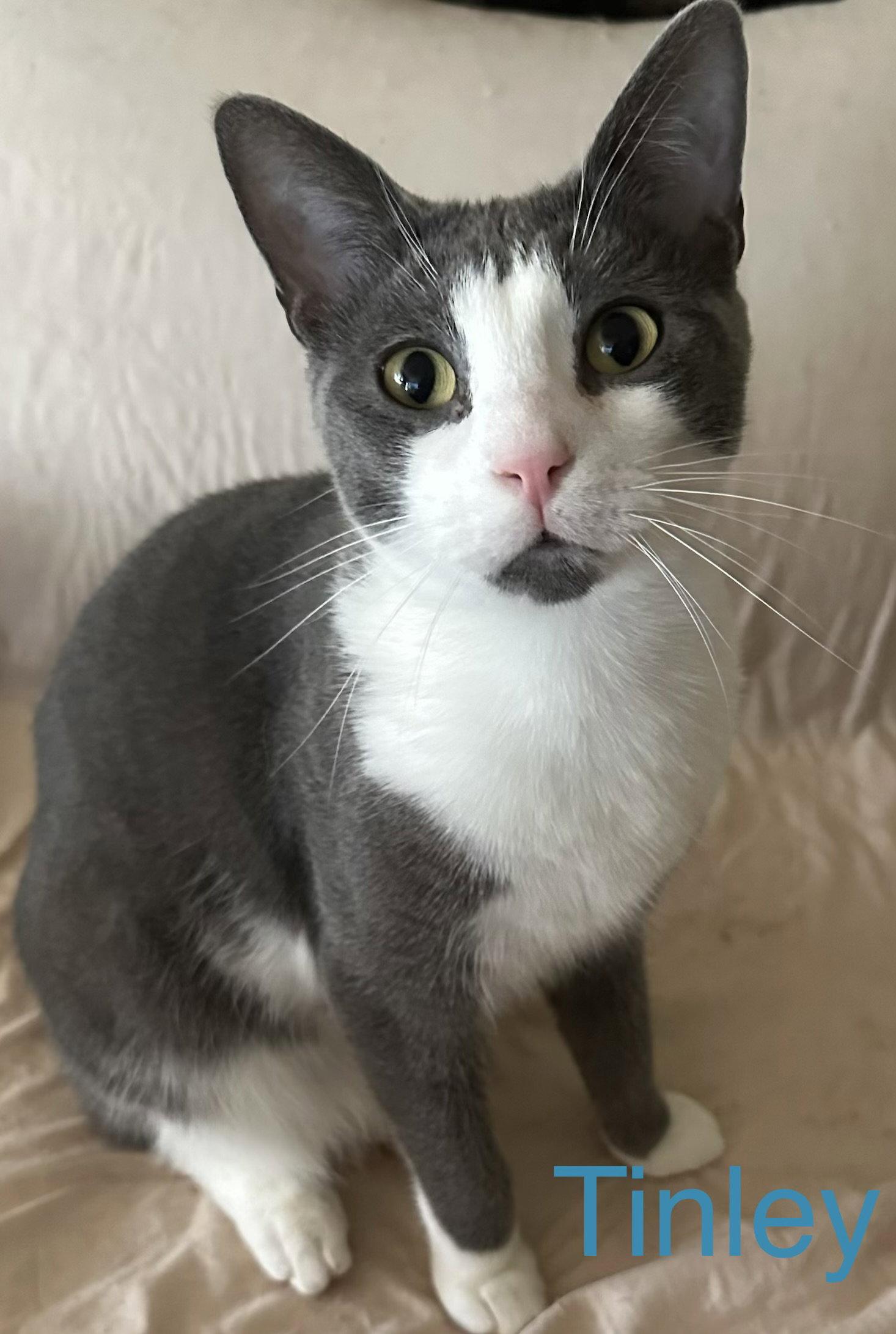 Tinley, Adoptable, Young Male Domestic Short Hair.
