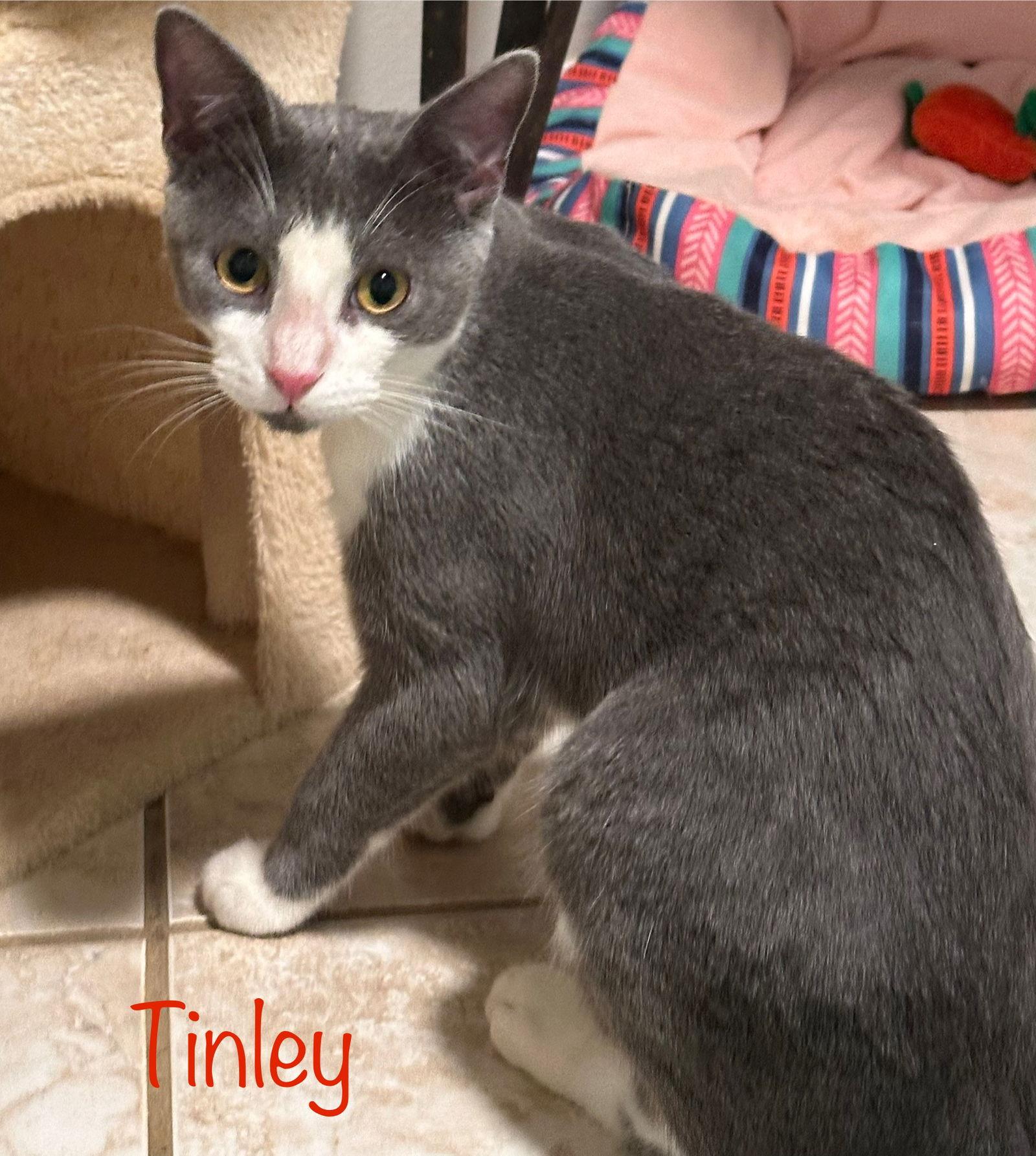 Enlarge Tinley, a Adoptable Domestic Short Hair in Longwood, FL image 2/3