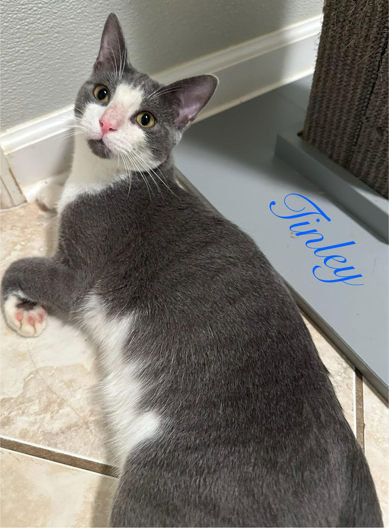Enlarge Tinley, a Adoptable Domestic Short Hair in Longwood, FL image 3/3
