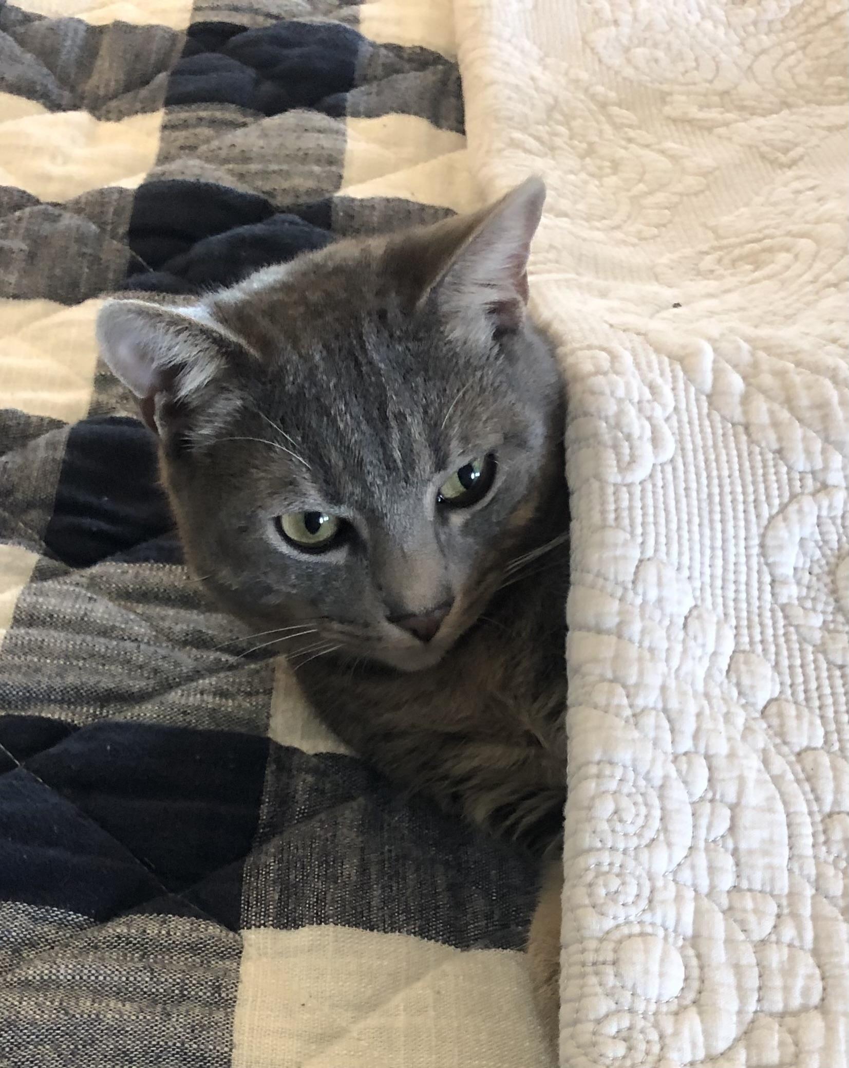 Soot, adoptable, Adult Male Domestic Short Hair.