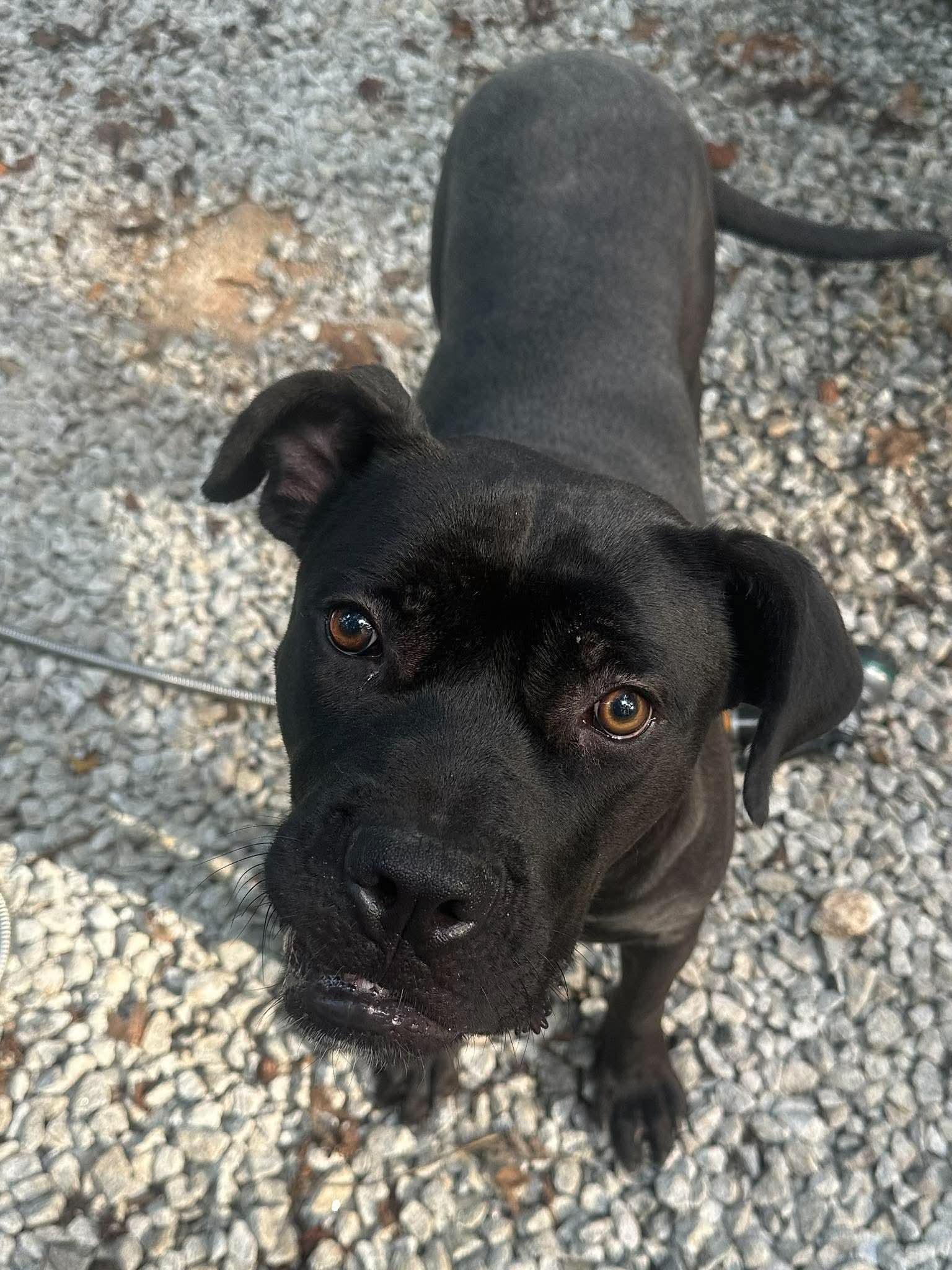 Enlarge Riley, a Adoptable mixed breed in Covington, GA image 2/2