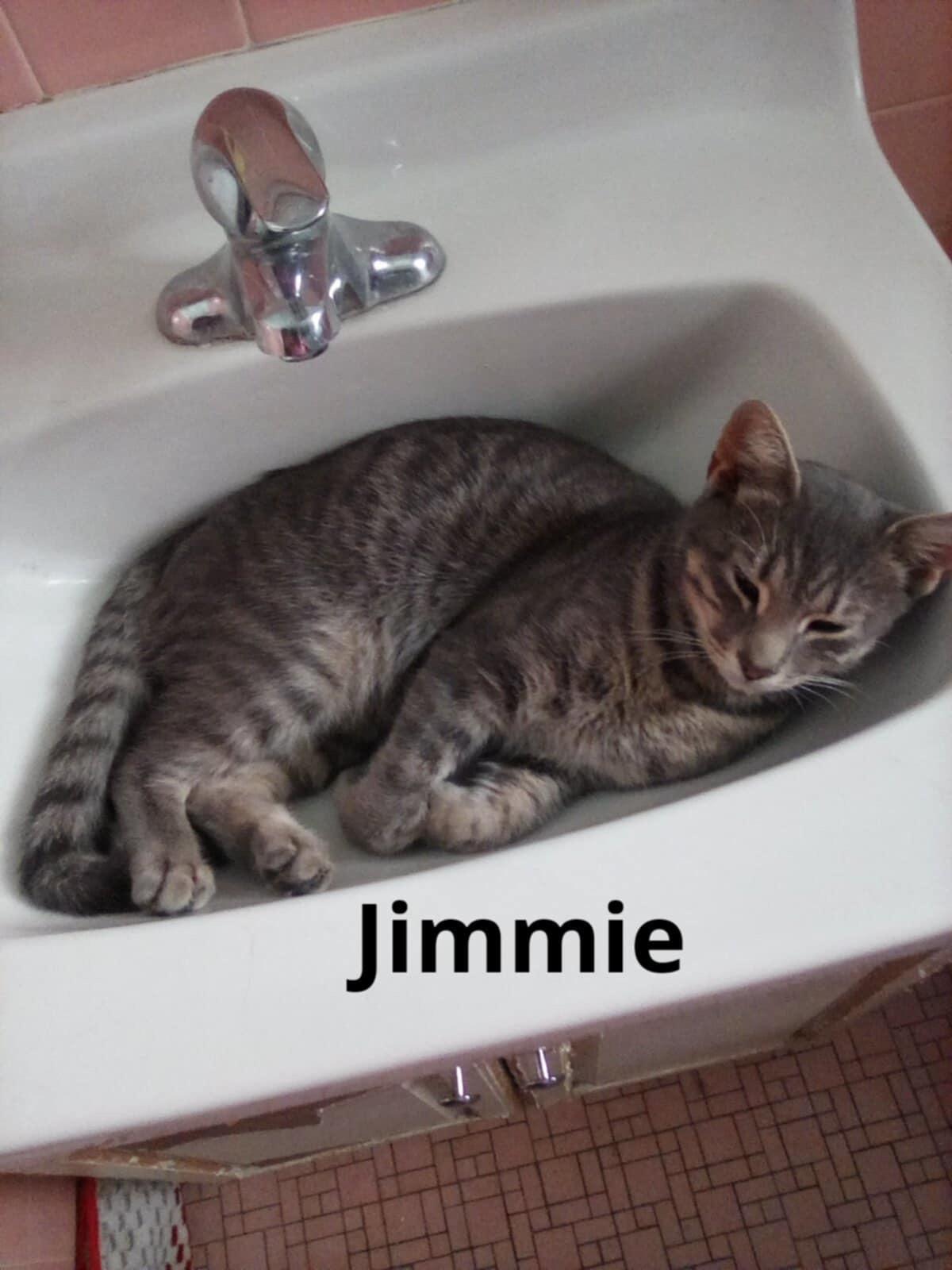Jimmy is playful kitten would like a home with another cat to play with
