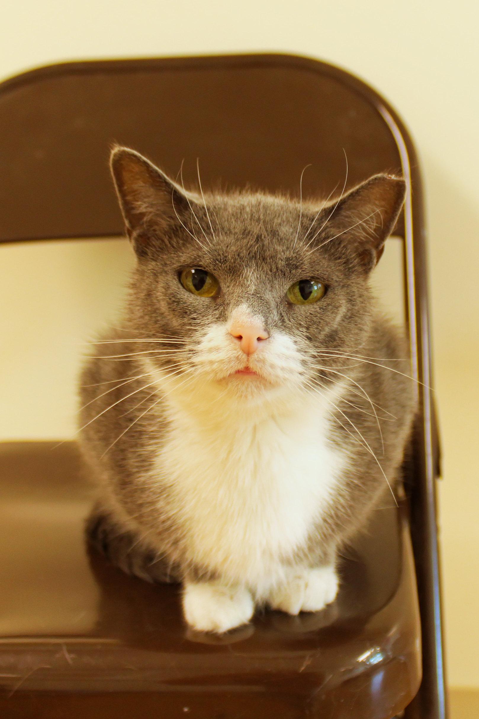 Tamzin, an adopted Domestic Short Hair in Urbana, OH image 5/6