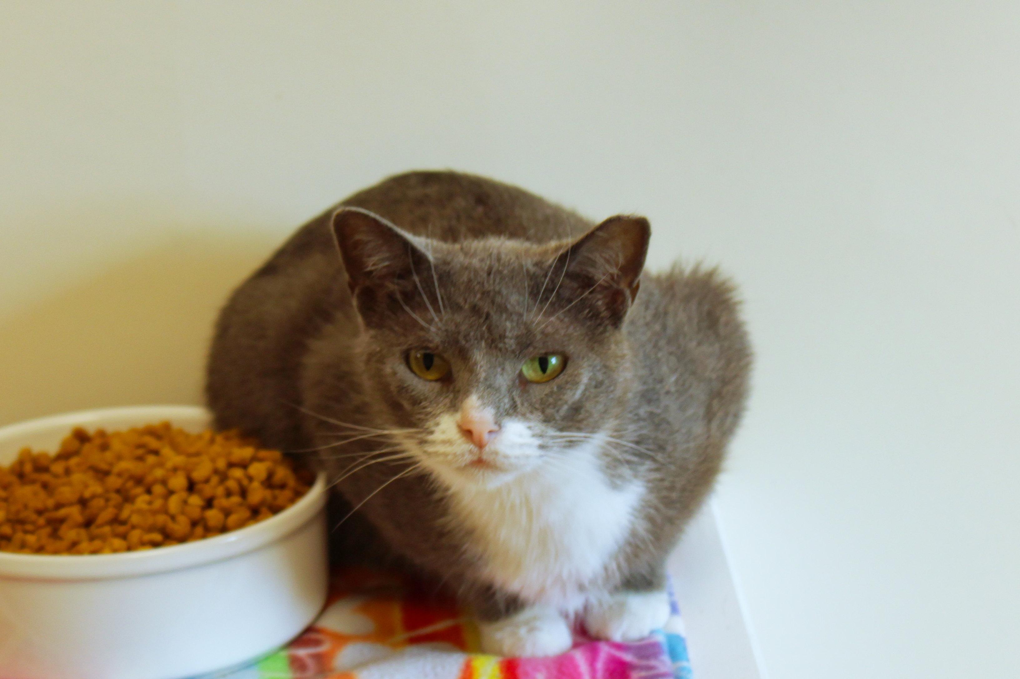 Tamzin, an adopted Domestic Short Hair in Urbana, OH image 3/6