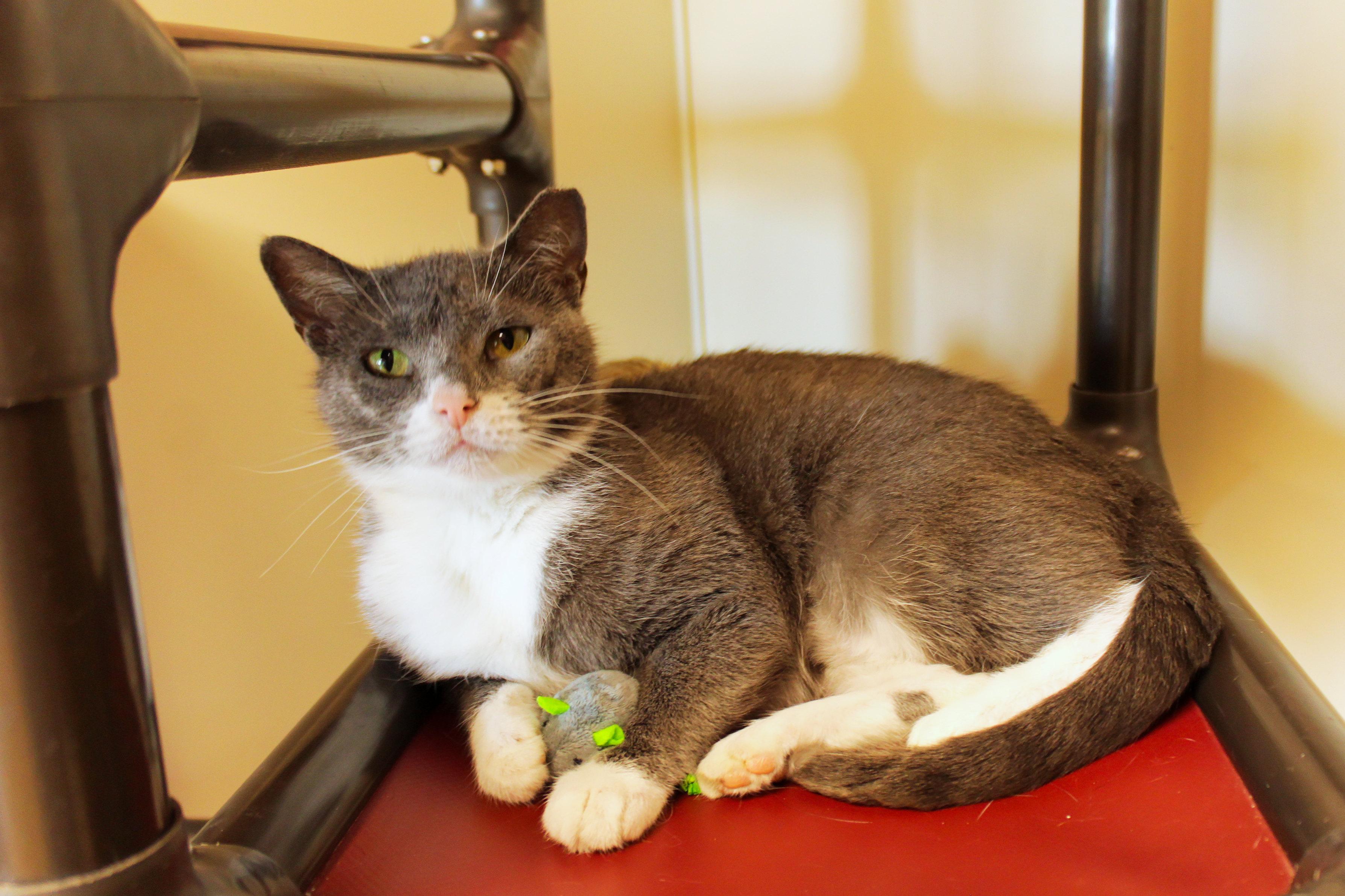 Tamzin, an adopted Domestic Short Hair in Urbana, OH image 6/6