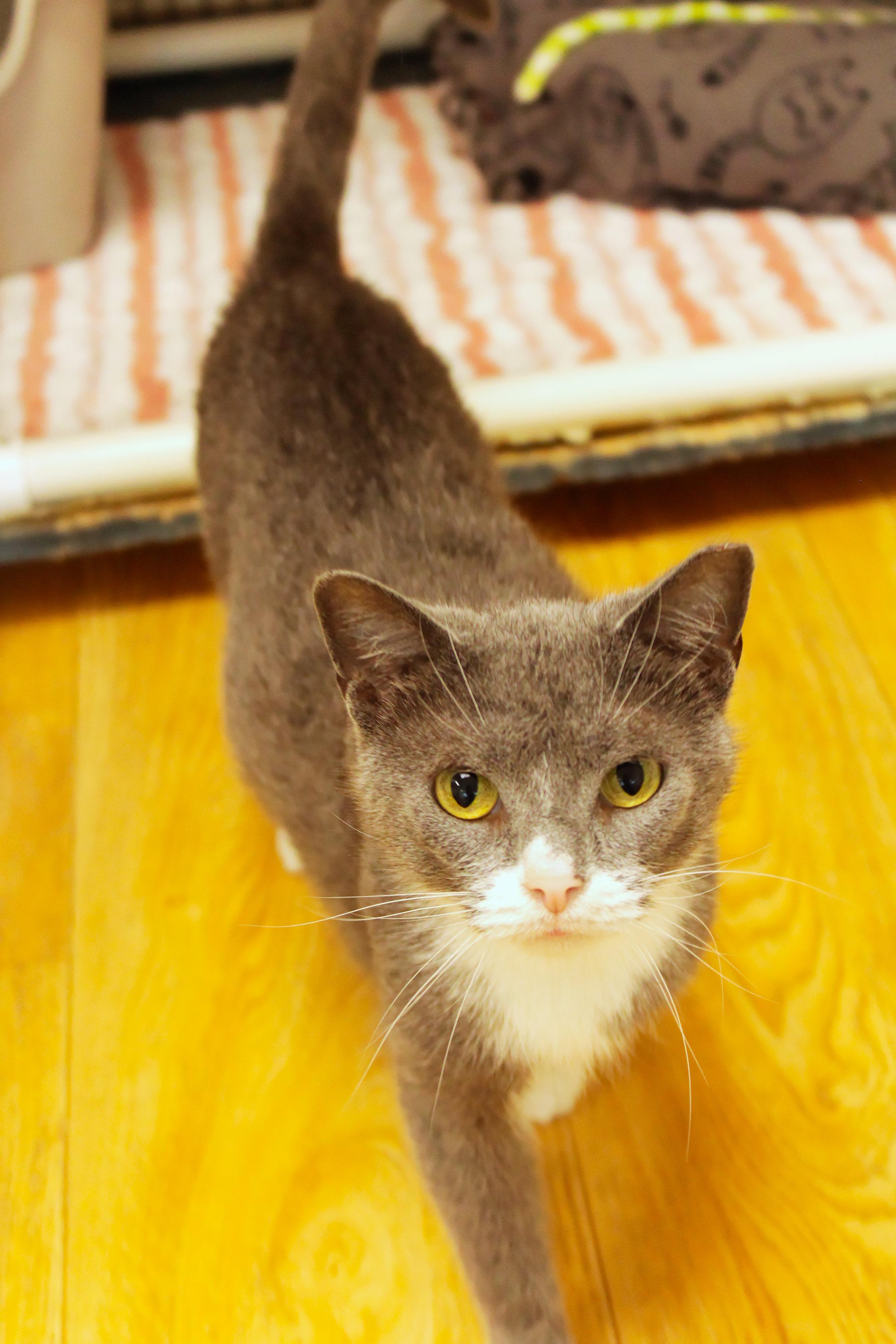 Tamzin, an adopted Domestic Short Hair in Urbana, OH image 4/6
