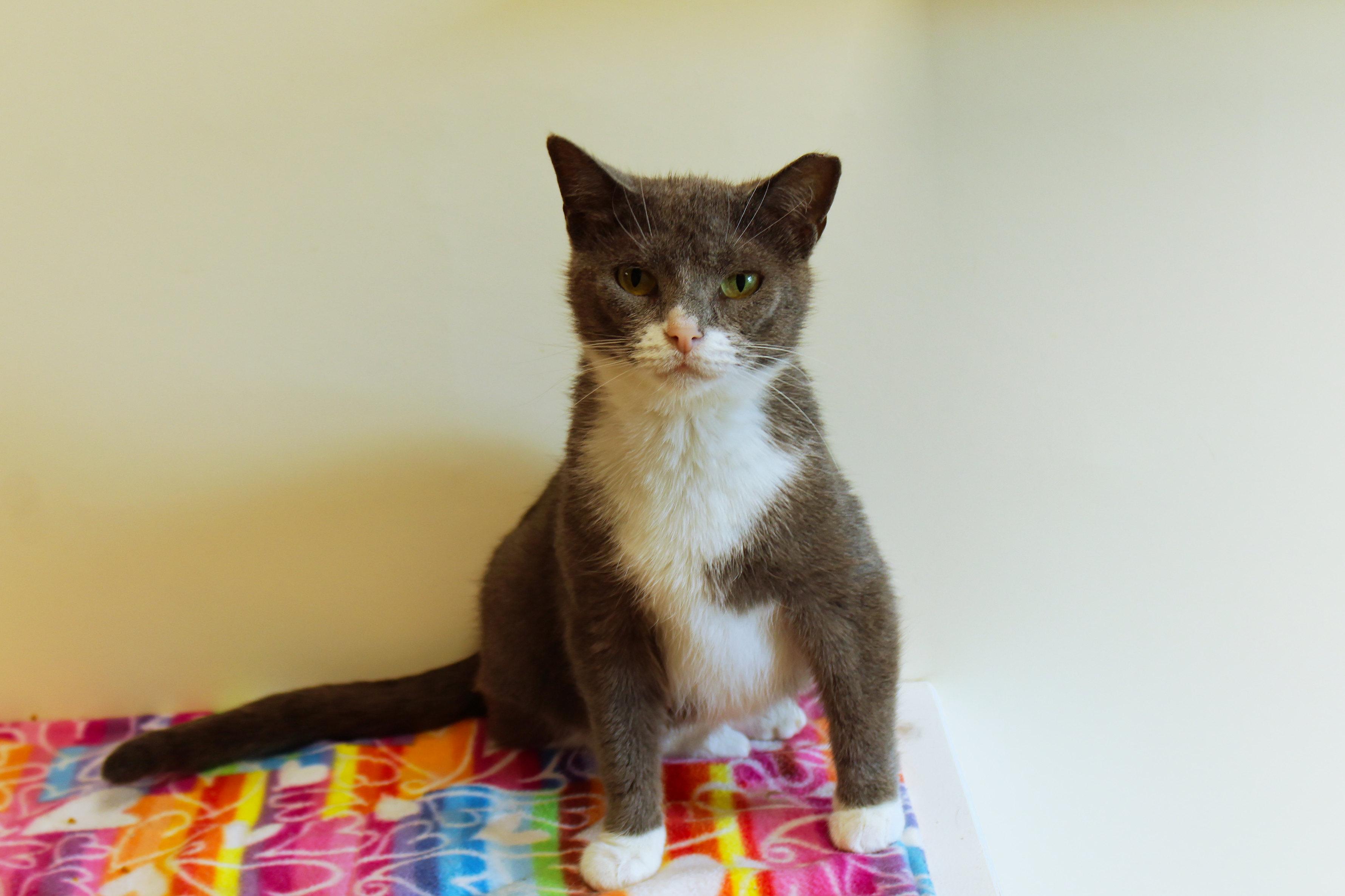 Tamzin, adopted, Adult Female Domestic Short Hair.