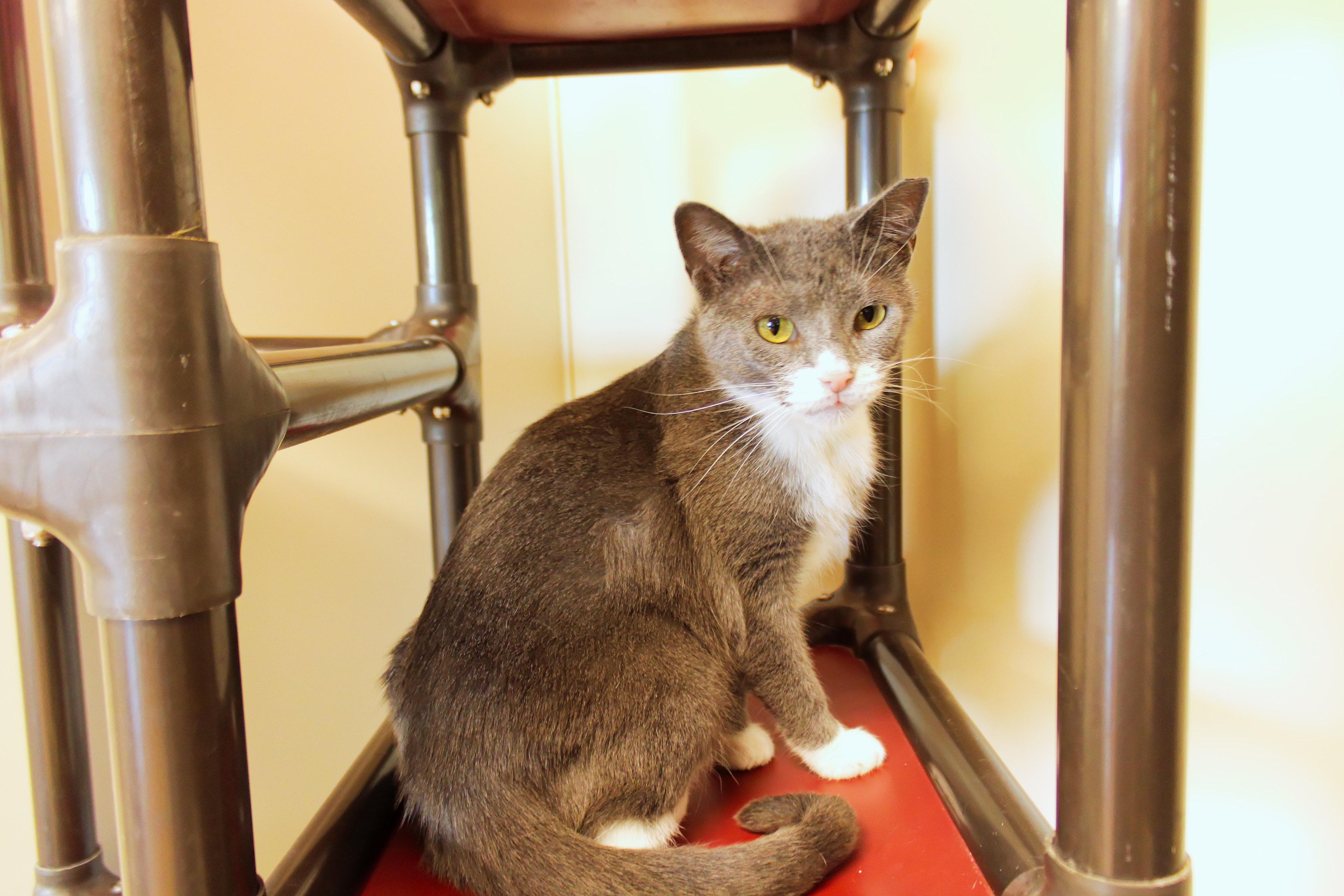 Tamzin, an adopted Domestic Short Hair in Urbana, OH image 2/6