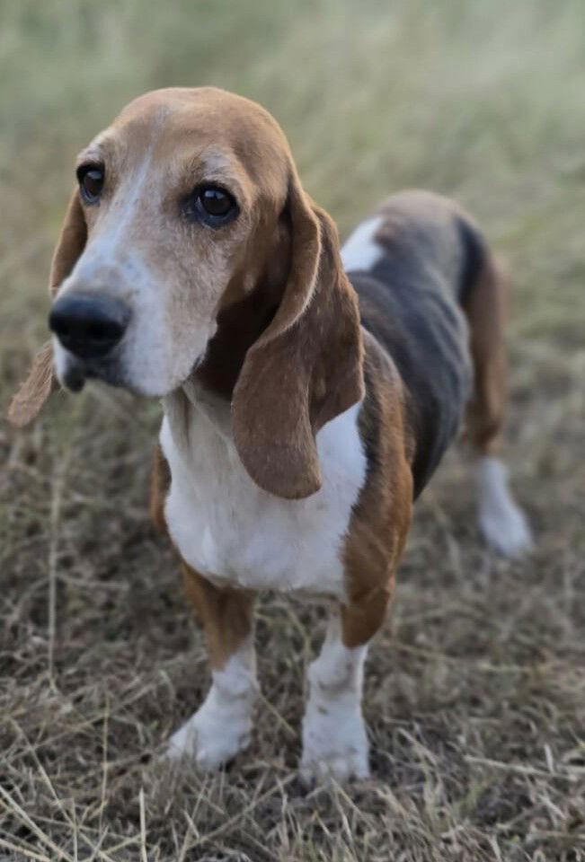 ATHENA, Adoptable, Young Female Basset Hound.