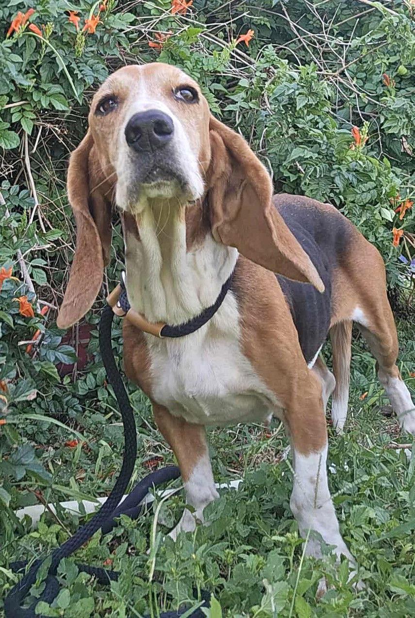 Enlarge ATHENA, a Adoptable Basset Hound in Mays Landing, NJ image 2/3