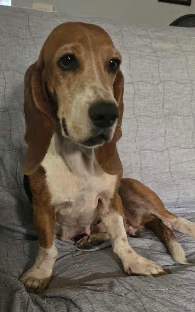 Enlarge ATHENA, a Adoptable Basset Hound in Mays Landing, NJ image 3/3