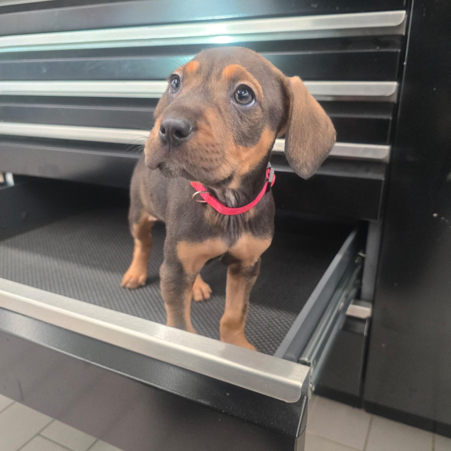 Enlarge Panamera, a Adoptable mixed breed in Rock Hill, SC image 4/5