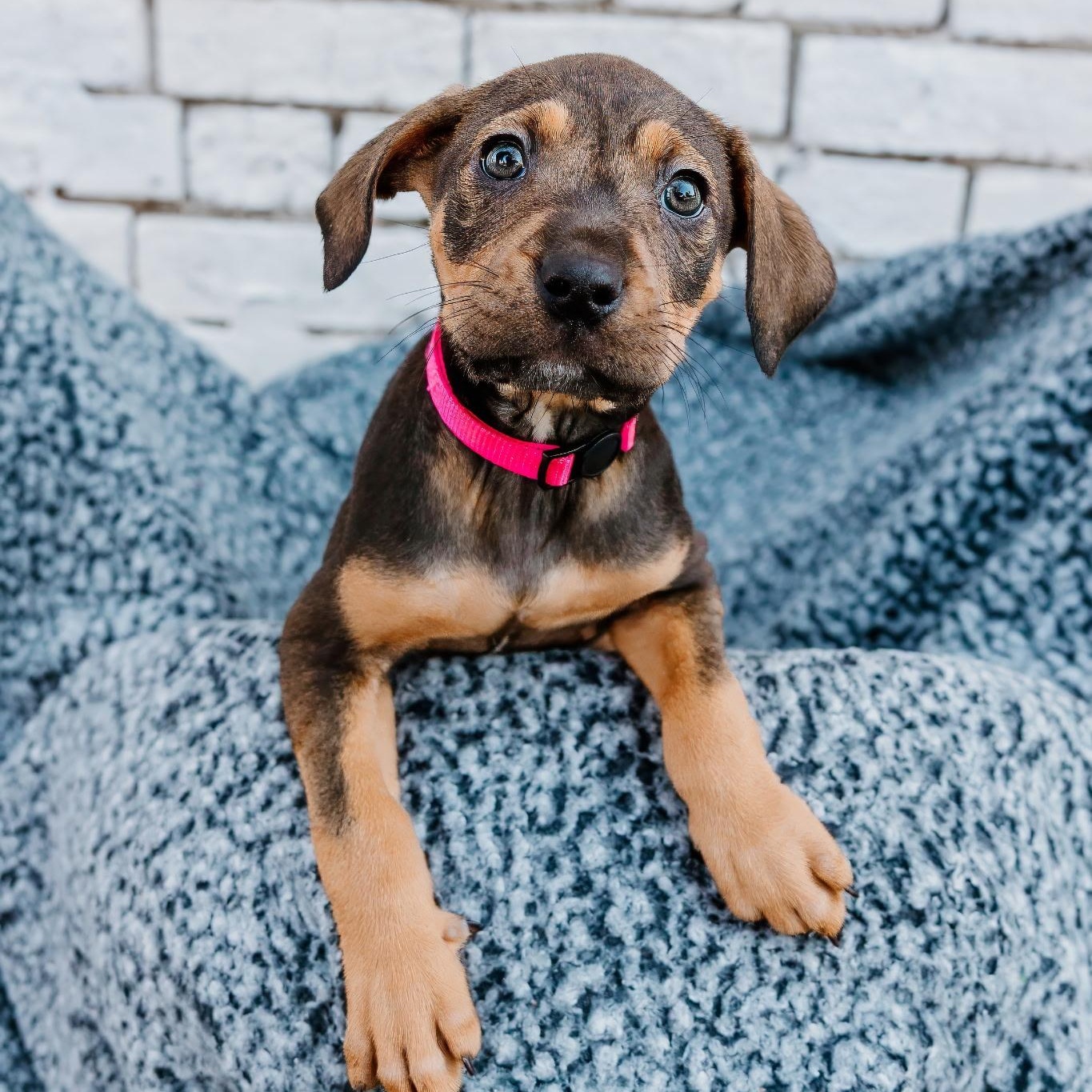 Enlarge Panamera, a Adoptable mixed breed in Rock Hill, SC image 1/5