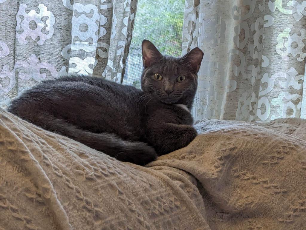 Tippy, Adoptable, Adult Female Domestic Short Hair.