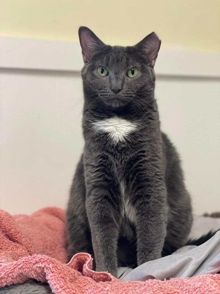 Tippy, Adoptable, Adult Female Domestic Short Hair.