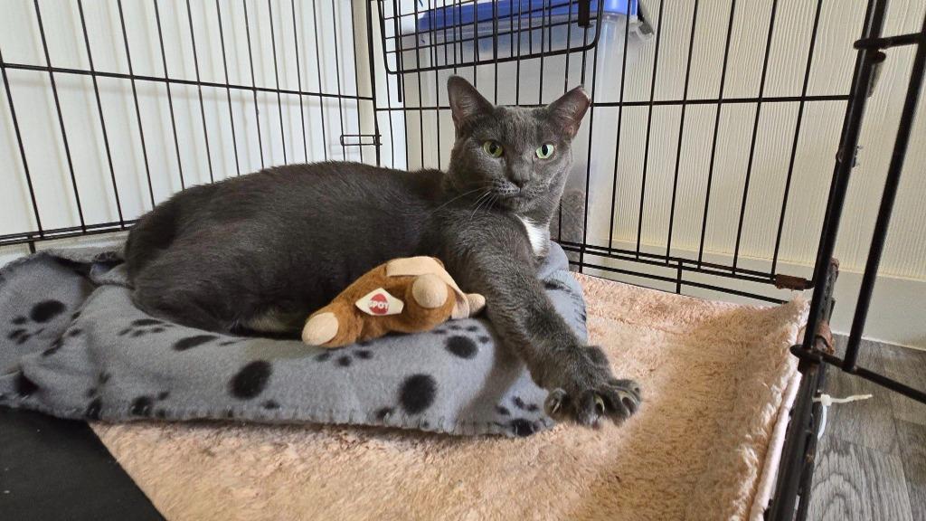 Enlarge Tippy, a Adoptable mixed breed in Meriden, CT image 3/3