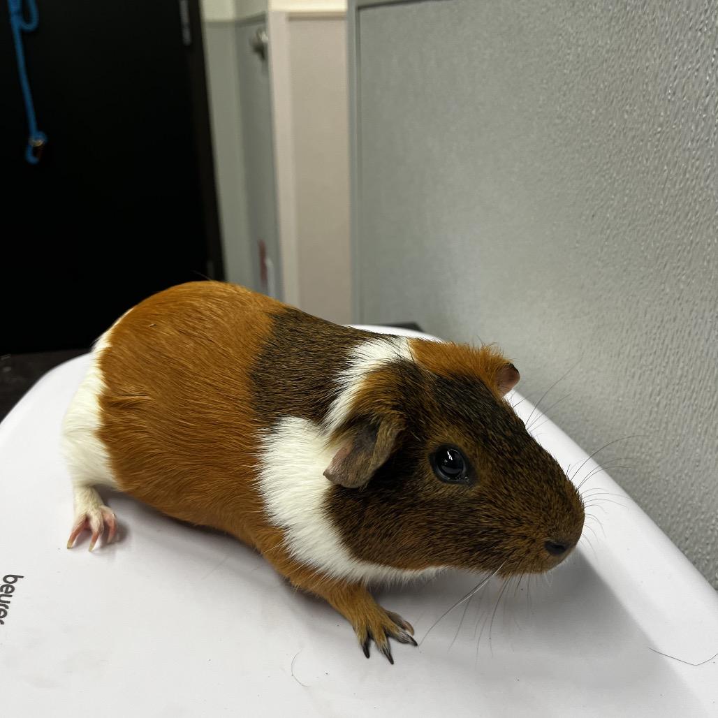 Willoh, Adoptable, Young Male Guinea Pig & Guinea Pig.