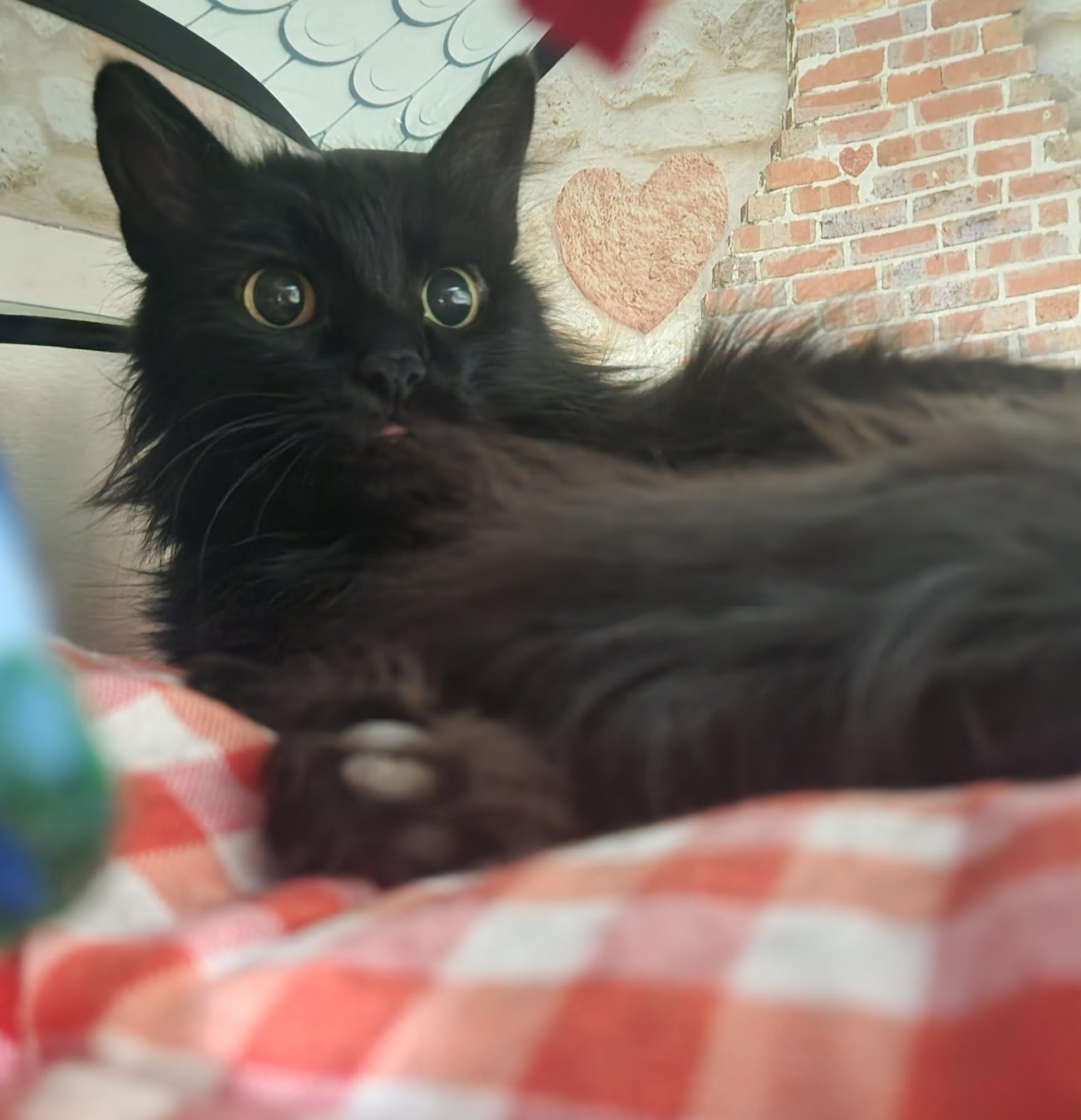 Wynn, Adoptable, Young Female Domestic Long Hair.