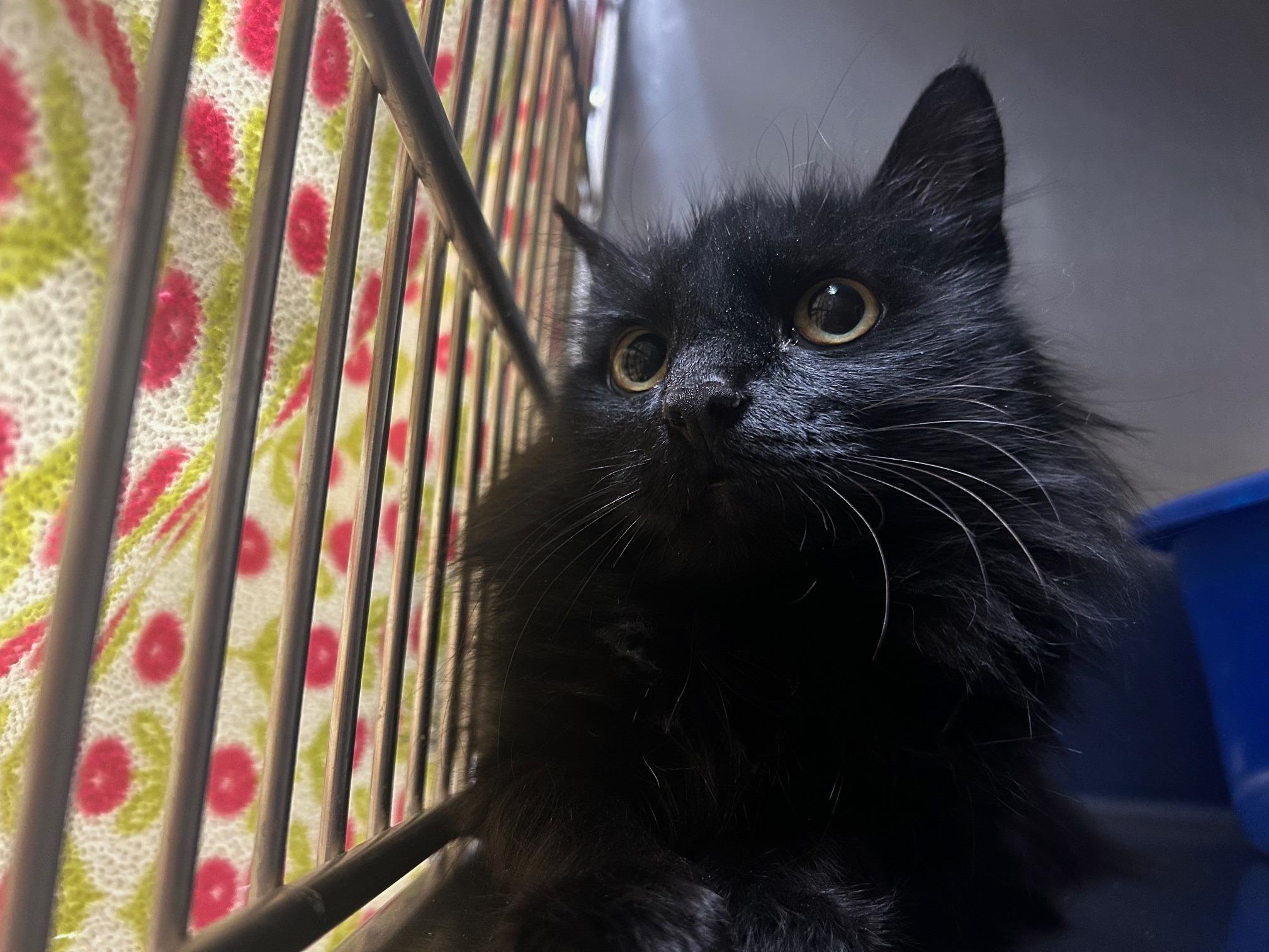 Wynn, Adoptable, Young Female Domestic Long Hair.