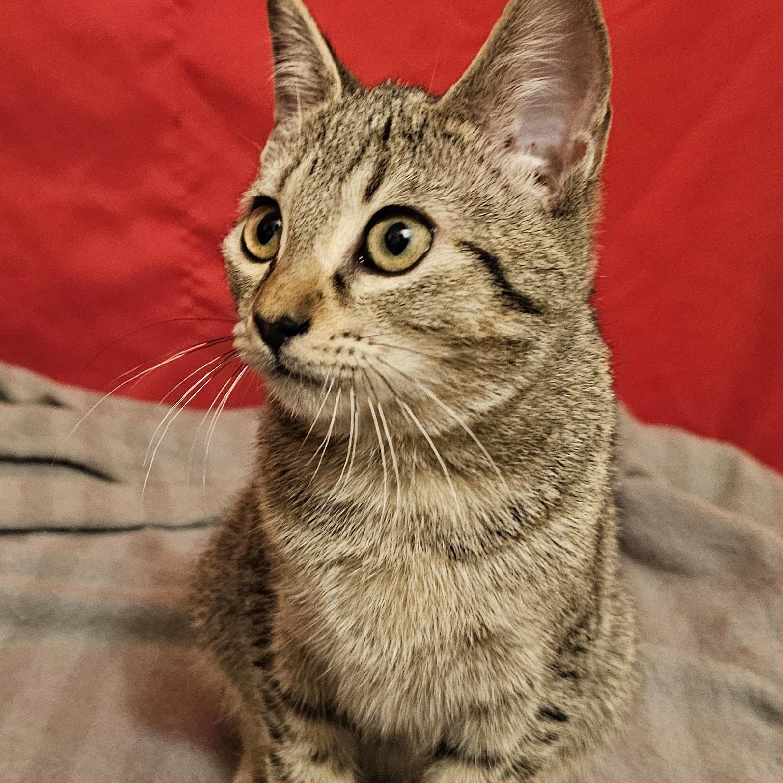 Enlarge Maddie, a ADOPTABLE American Shorthair in Katy, TX image 2/3