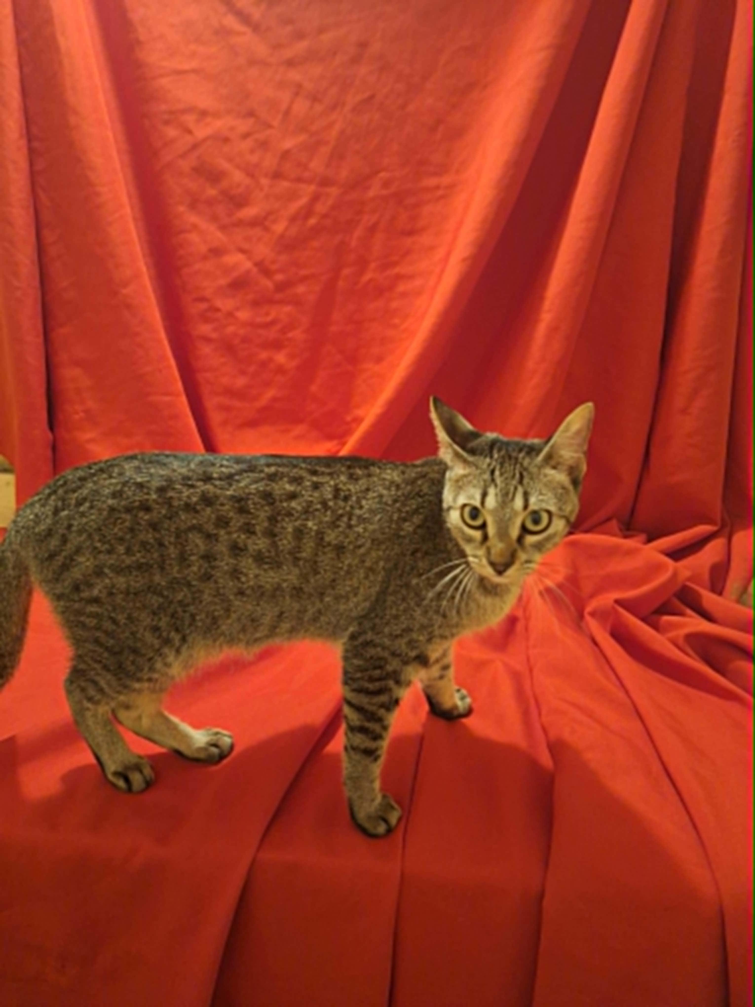 Enlarge Maddie, an adoptable American Shorthair in Houston, TX image 5/6