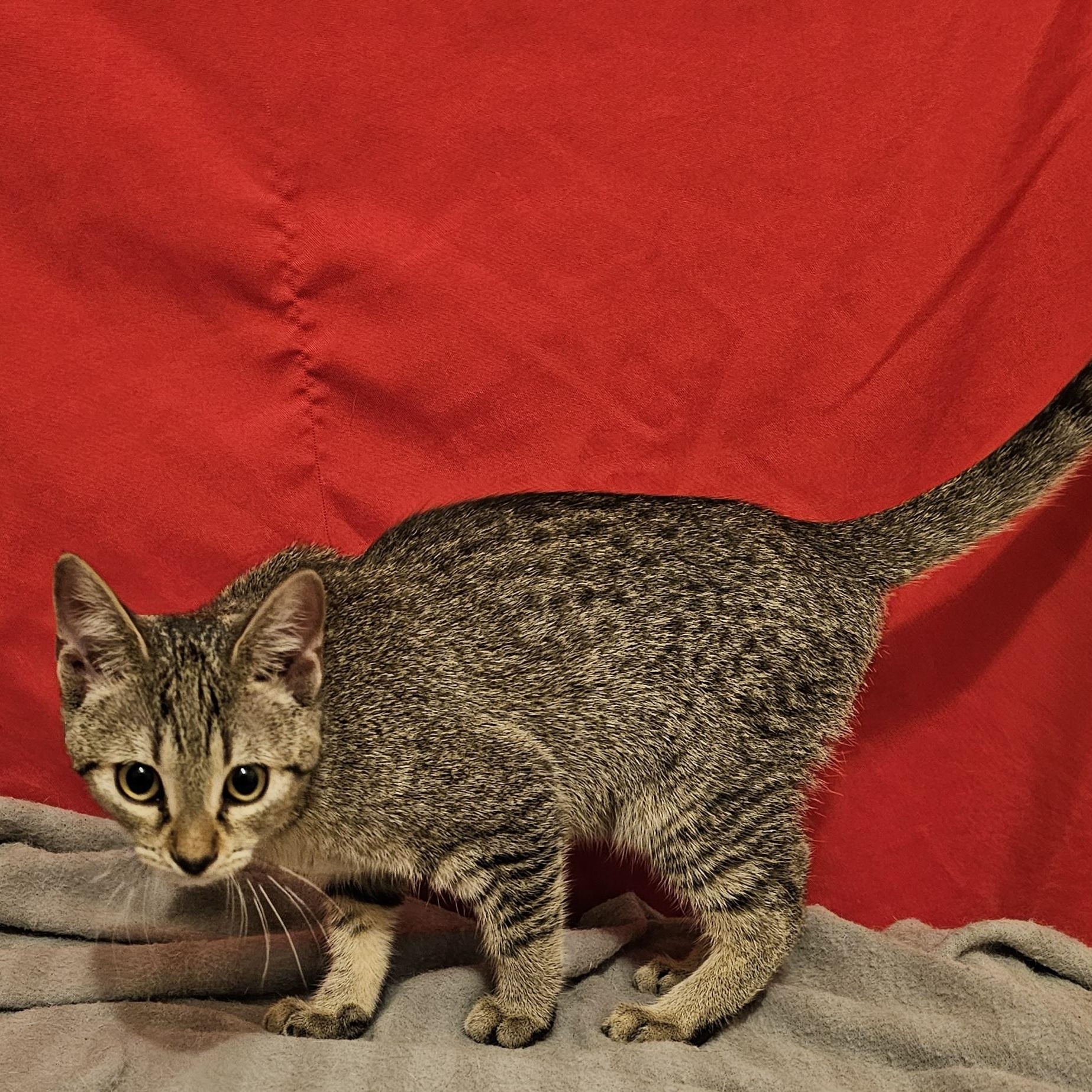 Enlarge Maddie, a ADOPTABLE American Shorthair in Katy, TX image 3/3