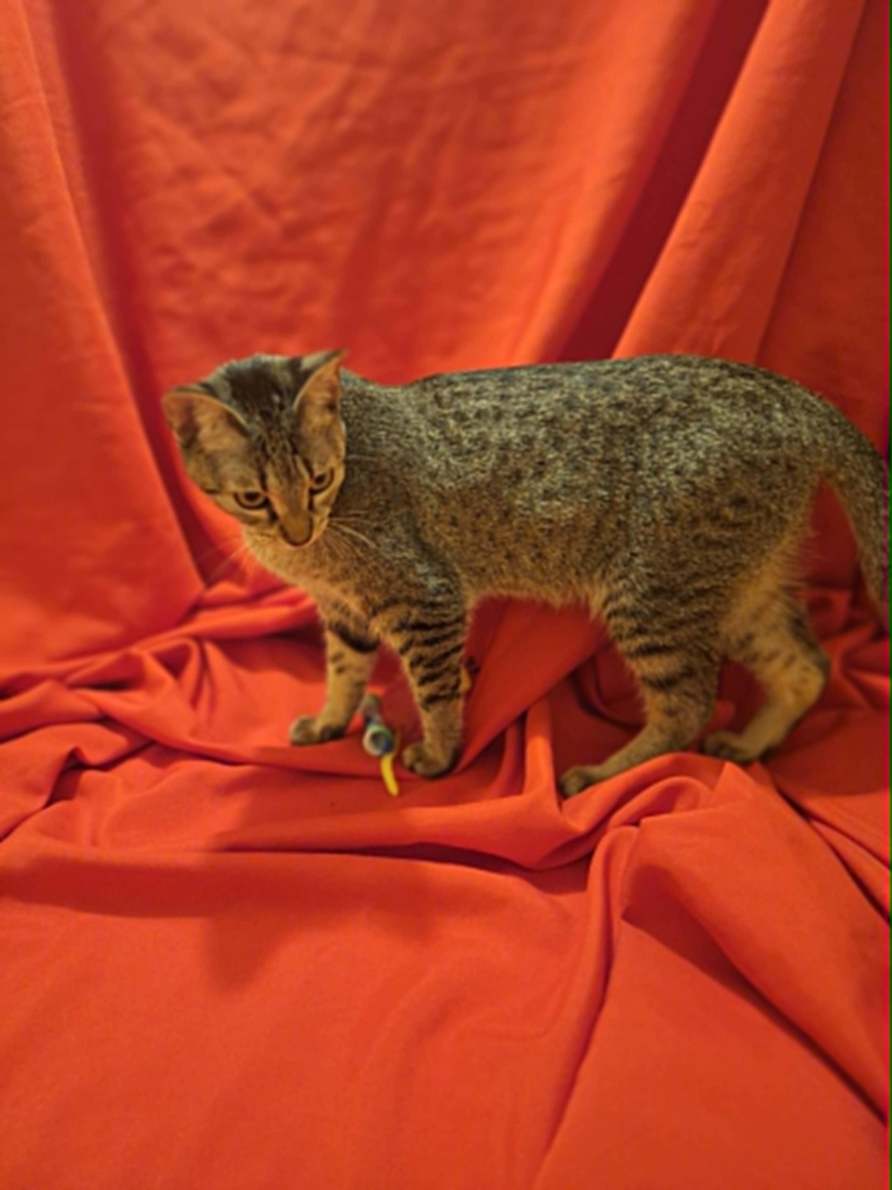 Enlarge Maddie, an adoptable American Shorthair in Houston, TX image 6/6