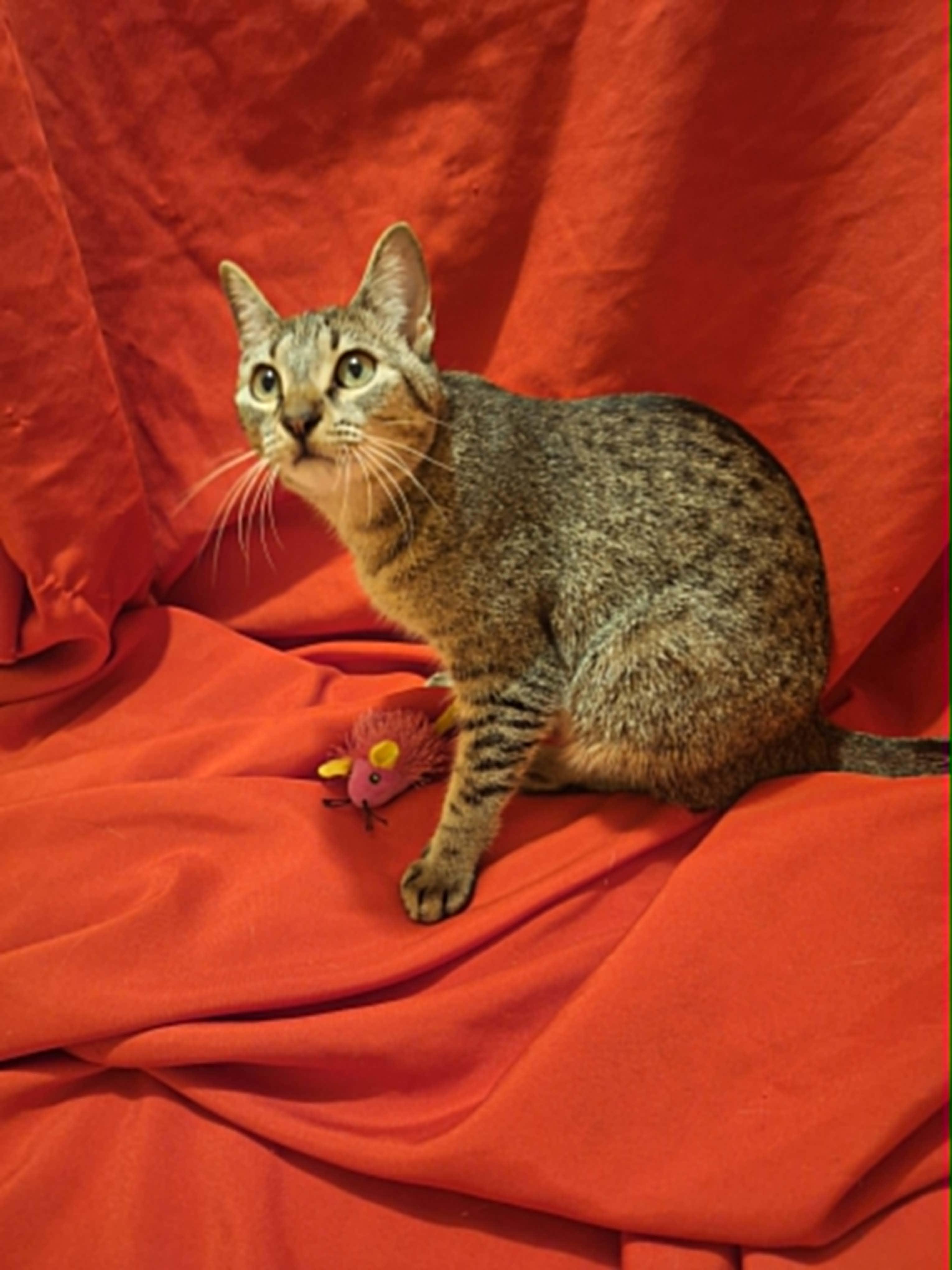 Enlarge Maddie, an adoptable American Shorthair in Houston, TX image 1/6