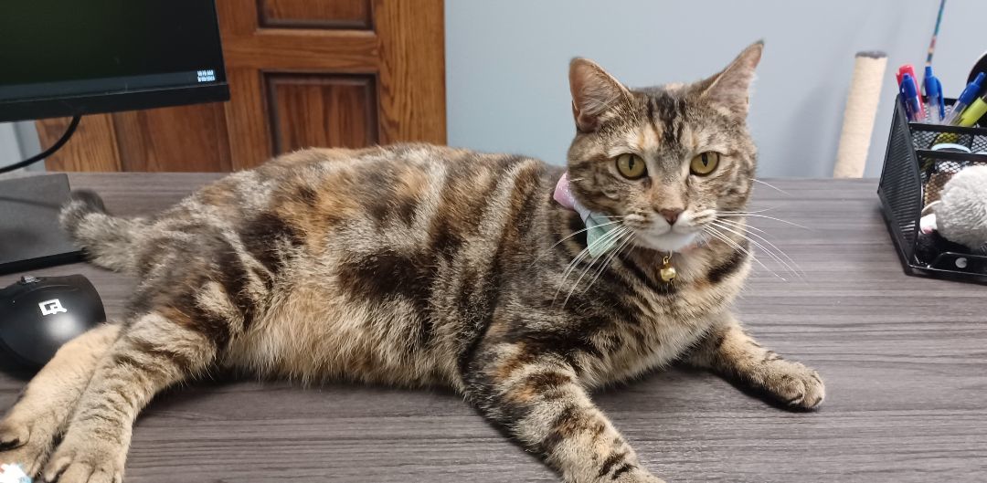 Enlarge Nanny, an adoptable mixed breed in Tyler, TX image 4/5