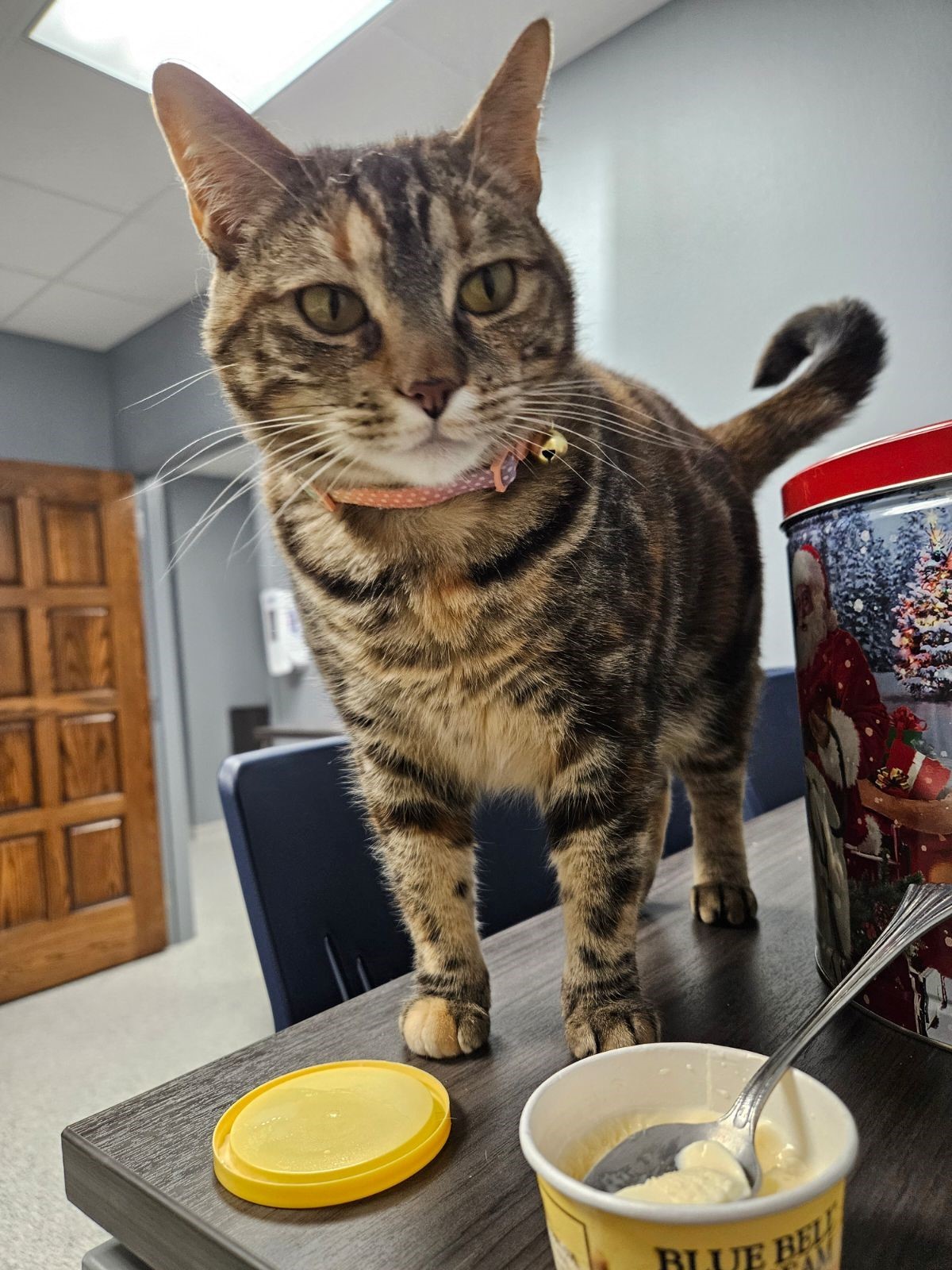 Enlarge Nanny, an adoptable mixed breed in Tyler, TX image 5/5