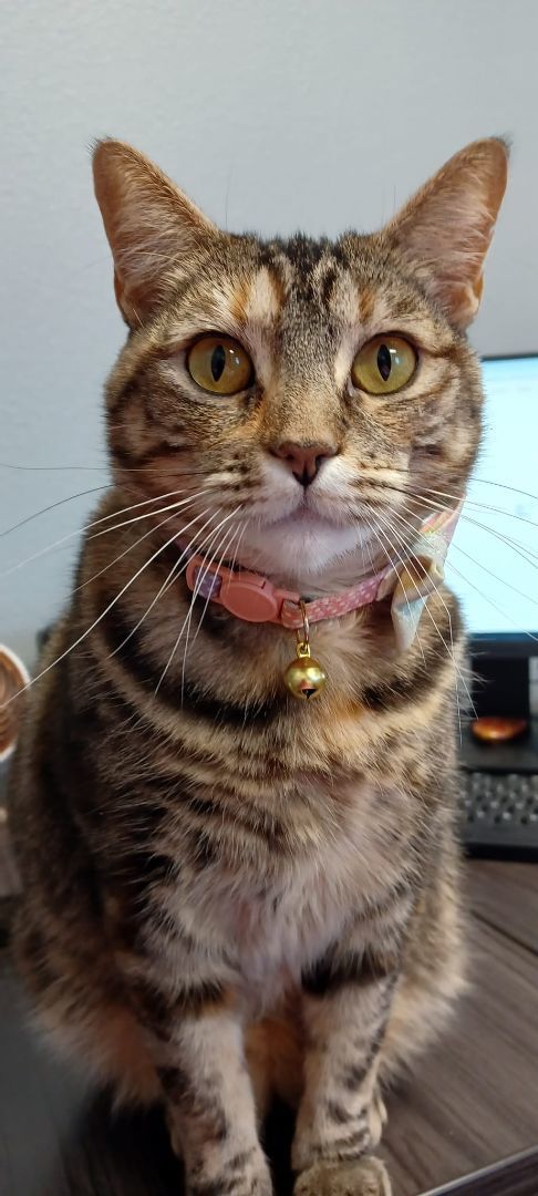 Nanny, adoptable, Adult Female Domestic Short Hair.