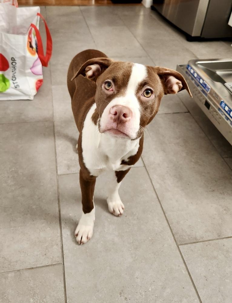 Ivy, Adoptable, Puppy Female Pit Bull Terrier.