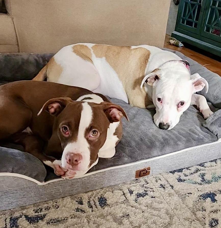 Enlarge Ivy, a Adoptable mixed breed in Greenlawn, NY image 2/6