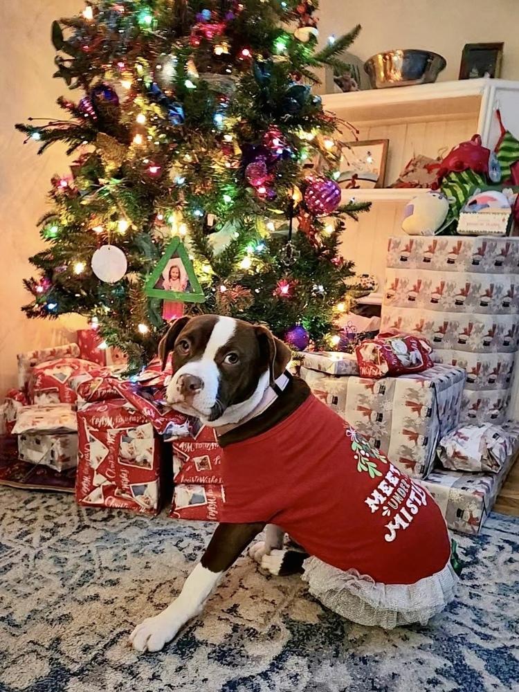 Enlarge Ivy, a Adoptable mixed breed in Greenlawn, NY image 3/6