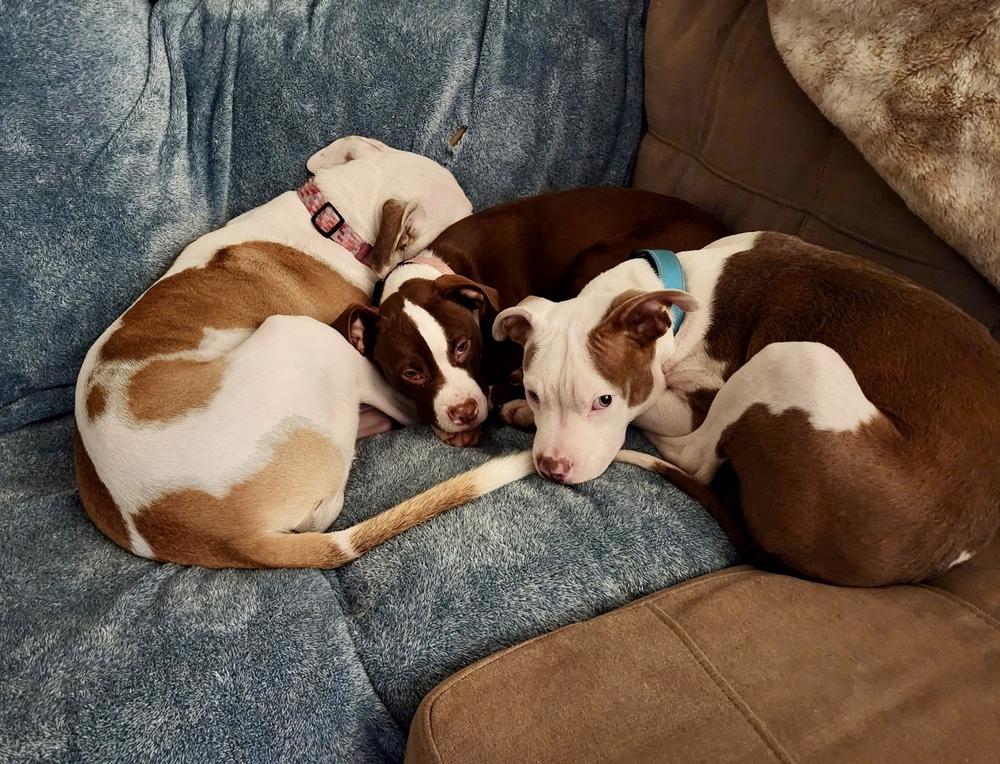 Enlarge Ivy, a Adoptable mixed breed in Greenlawn, NY image 4/6