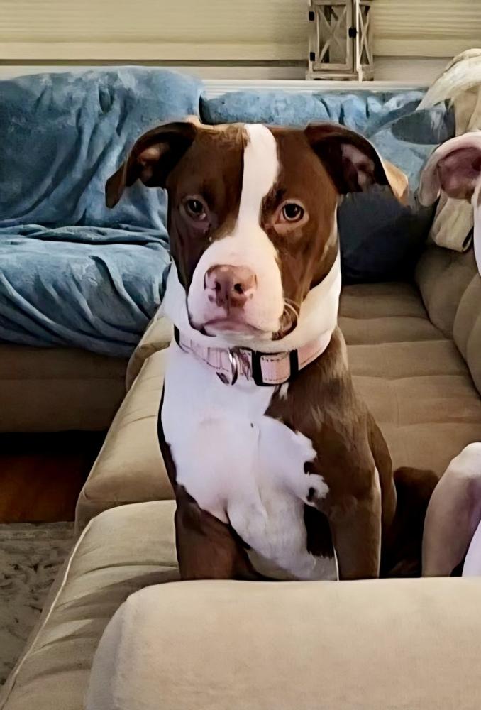 Enlarge Ivy, a Adoptable mixed breed in Greenlawn, NY image 5/6